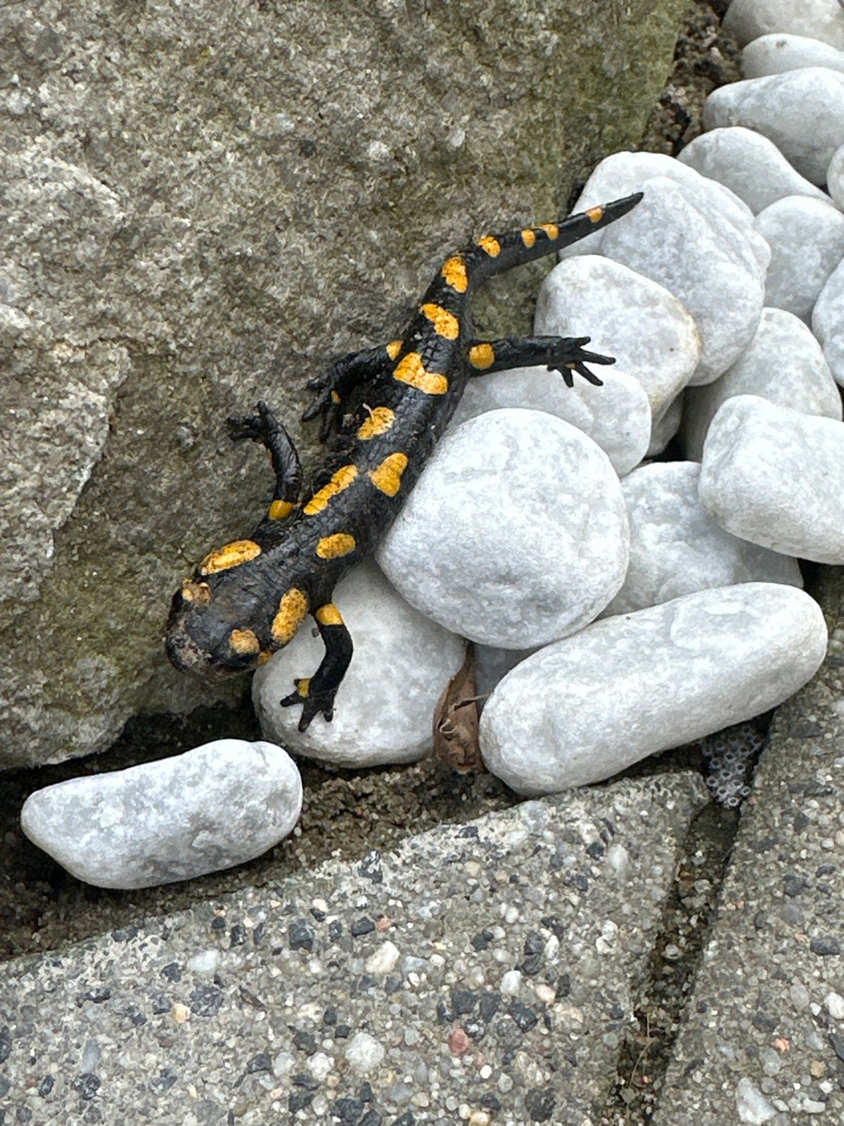 Child plays, salamander spotted in quiet Wisła afternoon