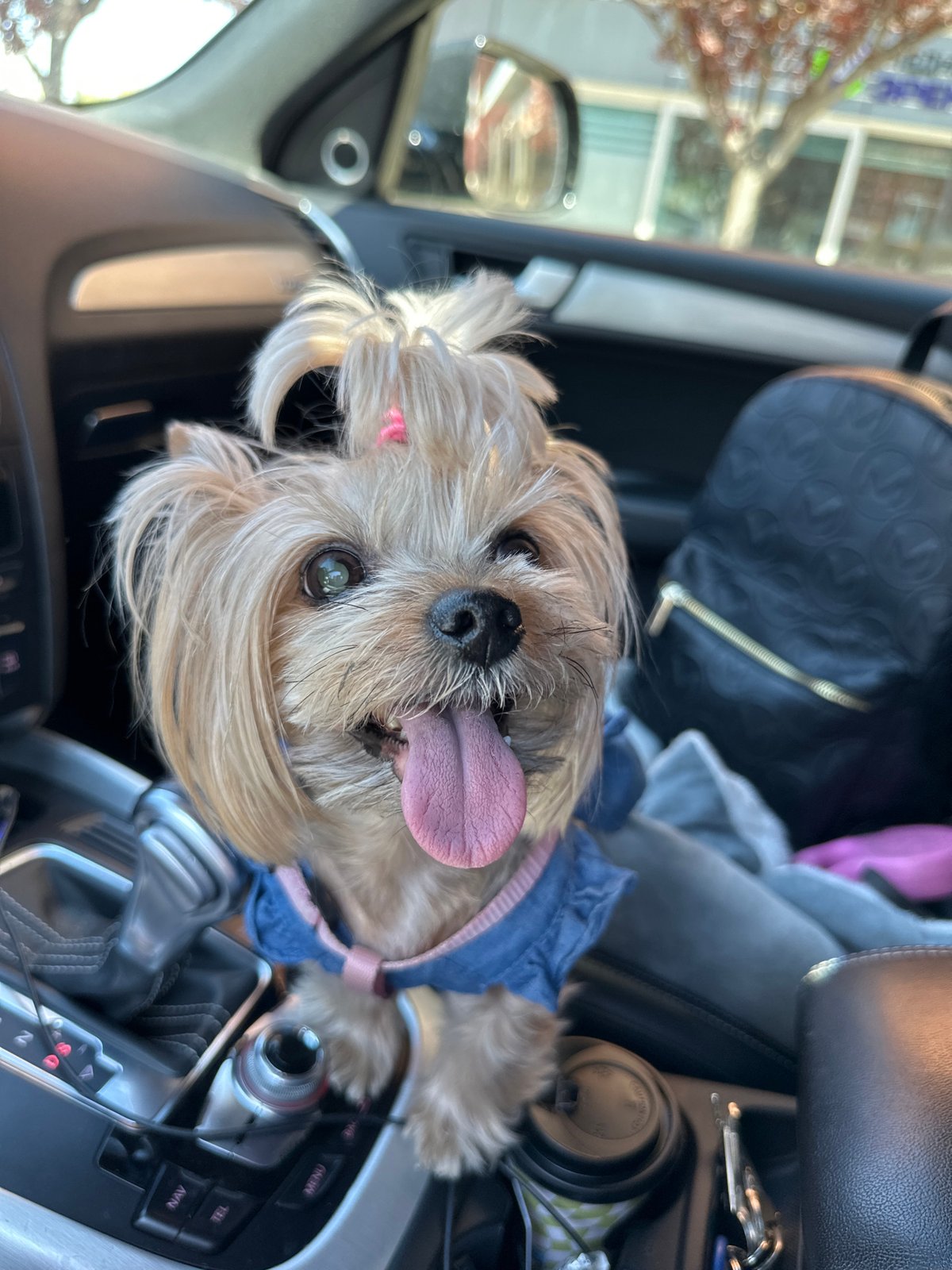 Small dog in denim vest photographed in driver's seat