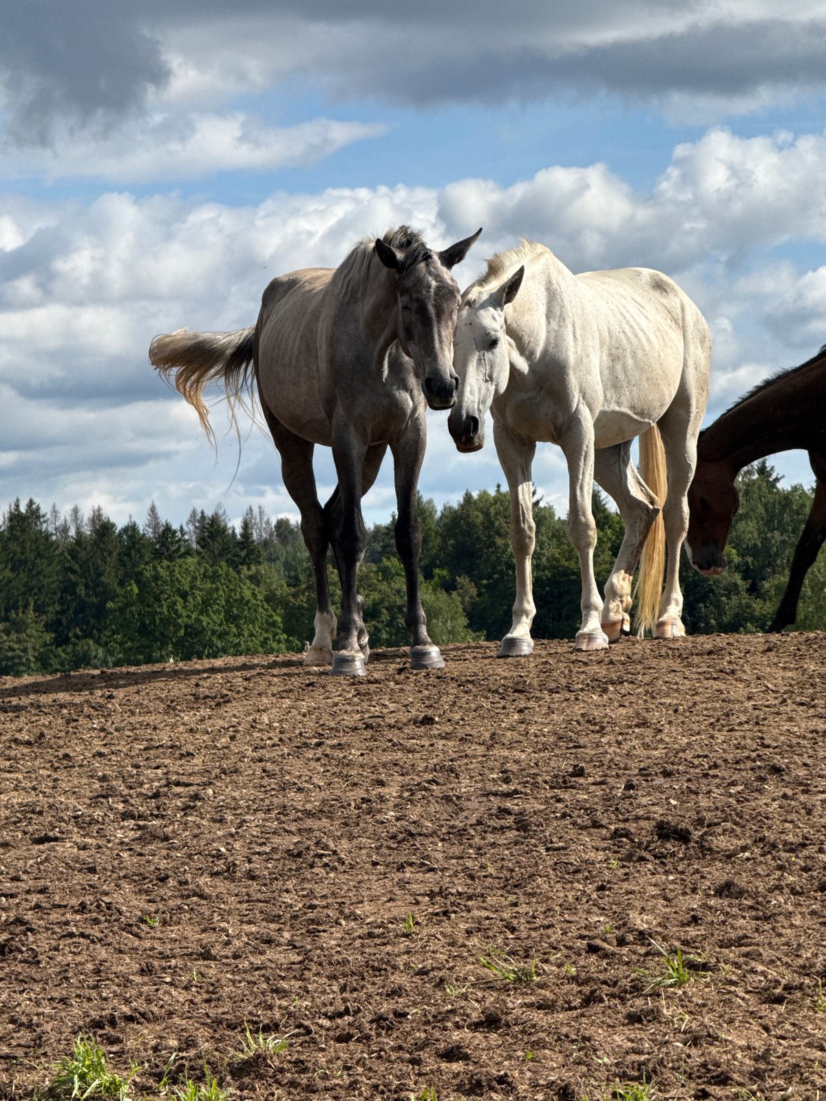 Horses roaming a muddy field in rural Lithuania