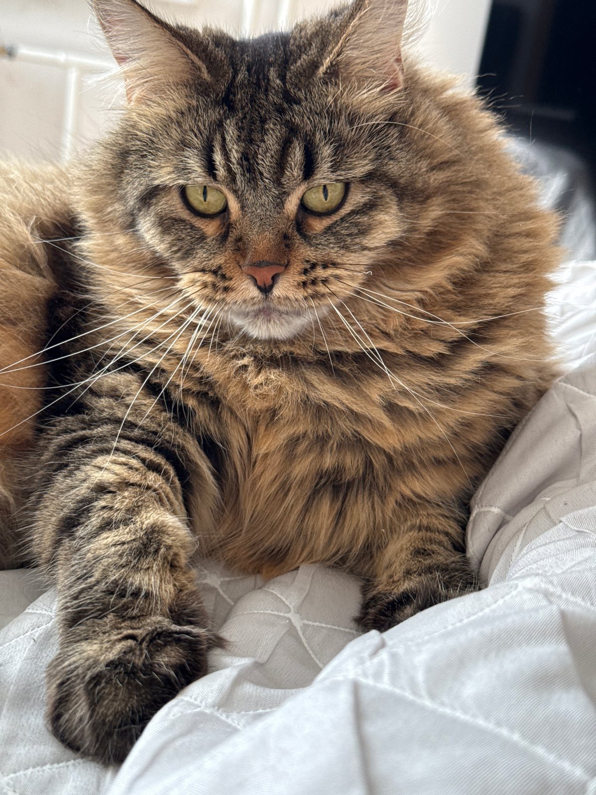Tabby cat relaxing indoors in Izhevsk, multiple angles
