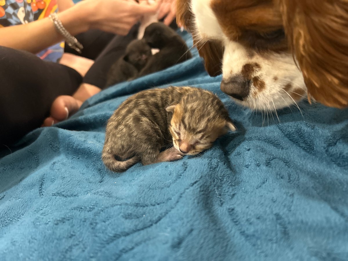 Kitten sleeps peacefully with Cavalier King Charles Spaniel in Bulgaria