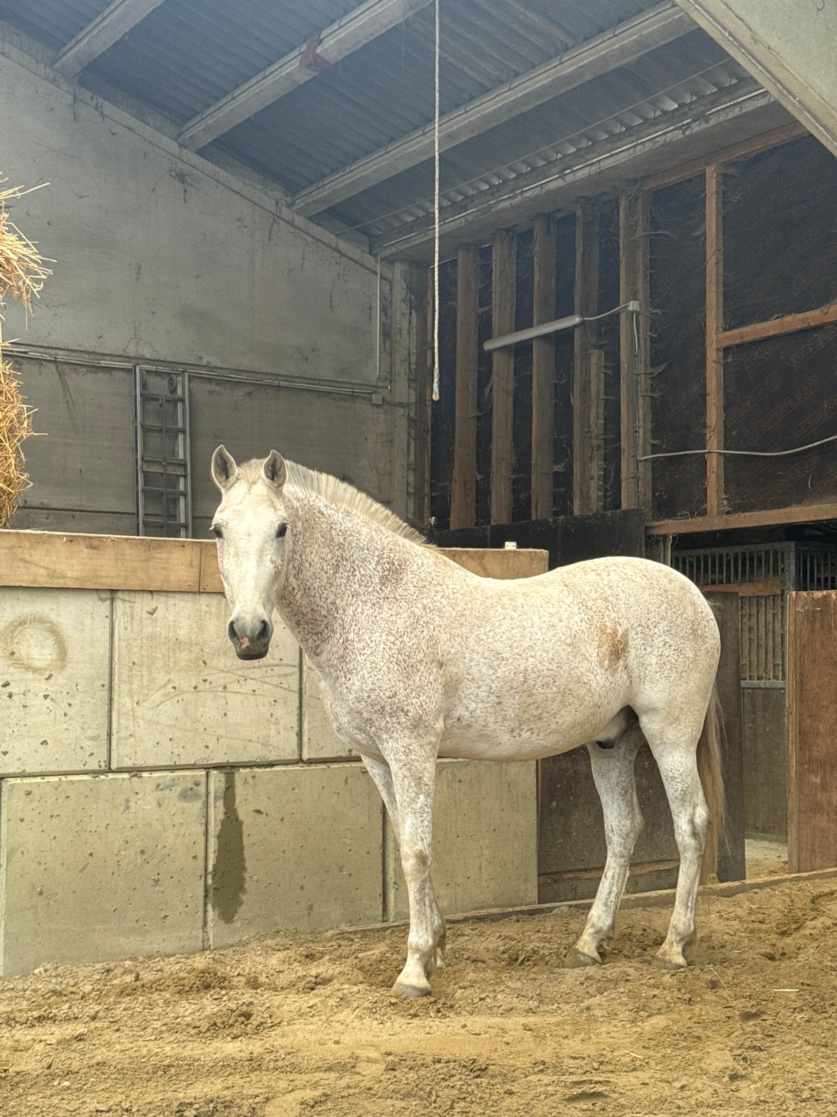 Horses observed at Belgian equestrian facility during morning activity