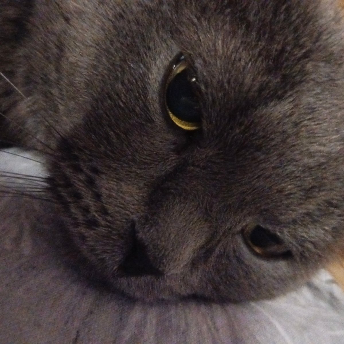 Dense fog shrouds Chaikovsky streets as resident cat observed