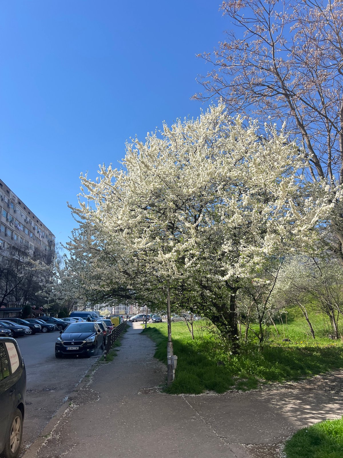 Spring morning moments captured across Sofia streets and sidewalks