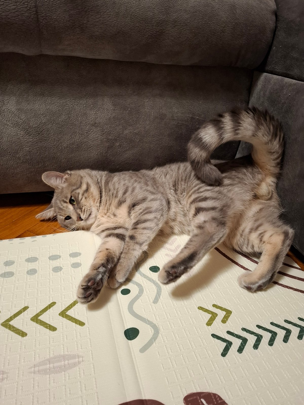 Playful tabby cat documented in multiple poses at Novi Sad home