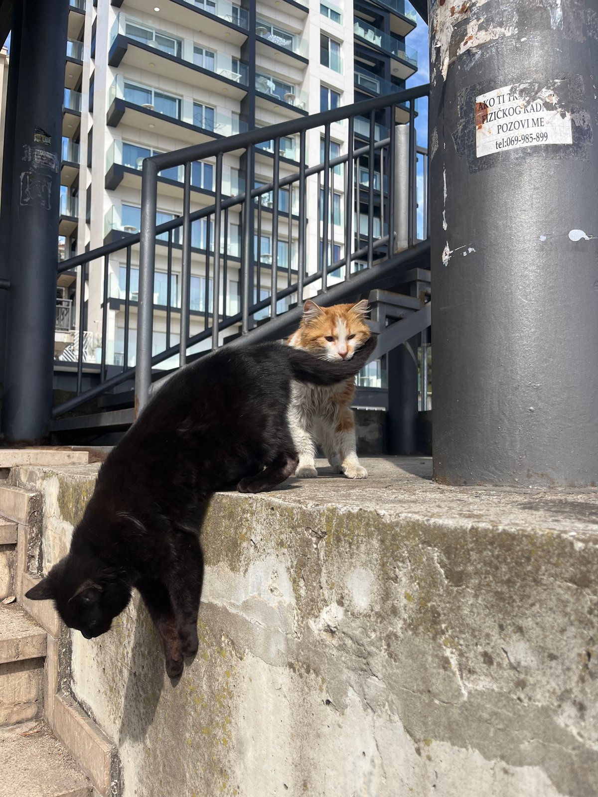 Quiet moments with cats and portraits in Boreti