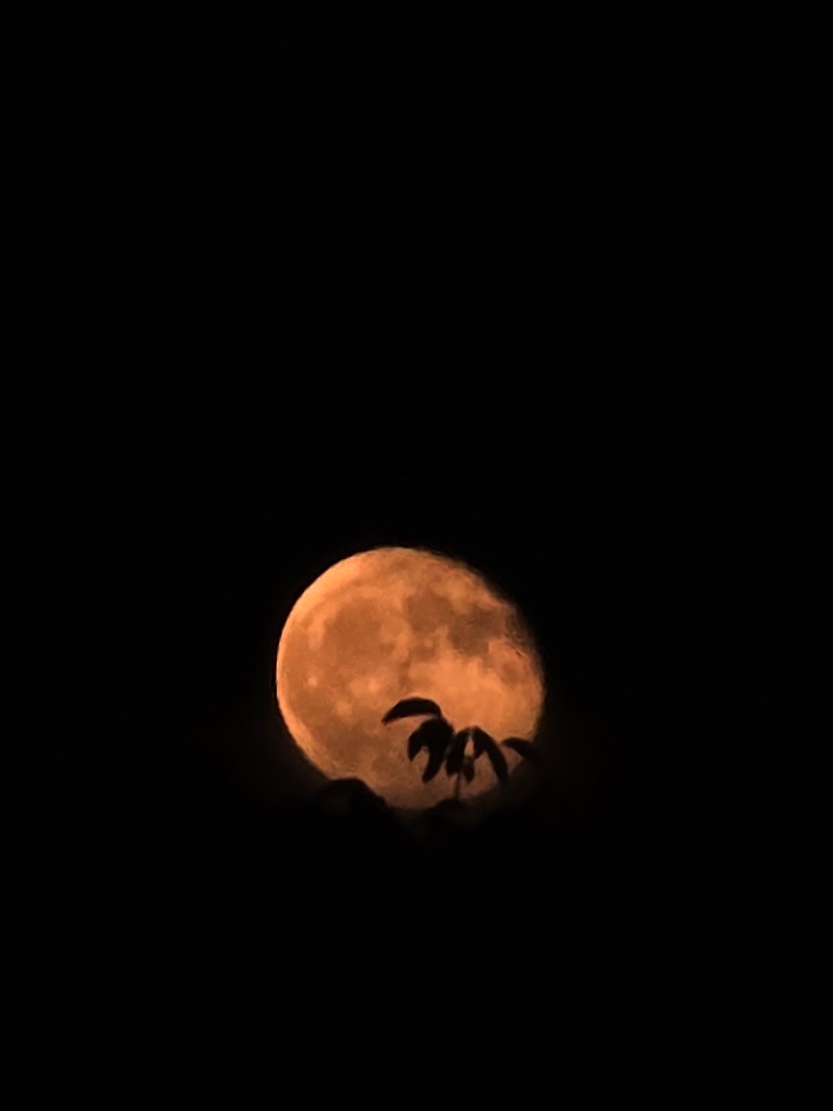 Orange-red full moon observed against starless night sky