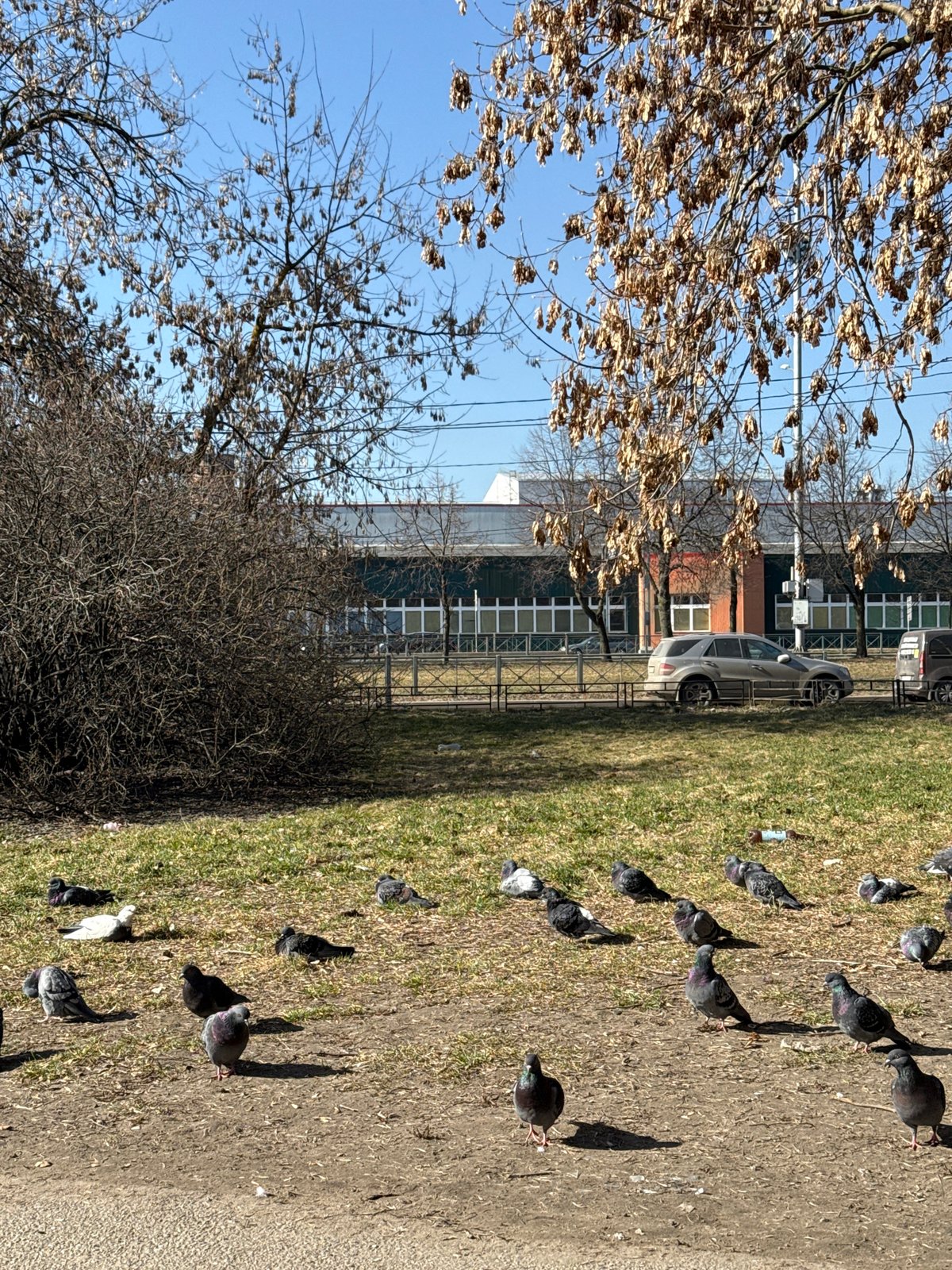Sunny morning scenes captured in Saint Petersburg urban park