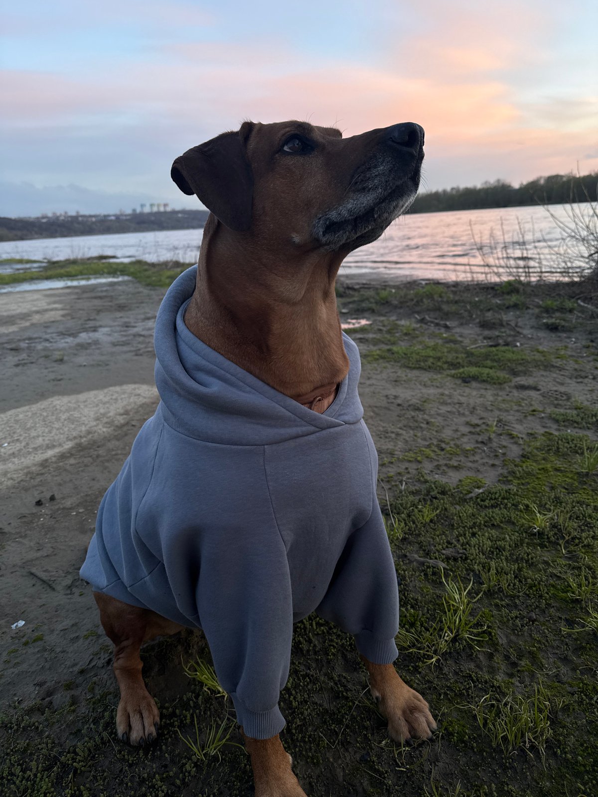 Hooded dog photographed repeatedly by Nizhny Novgorod riverside at sunset