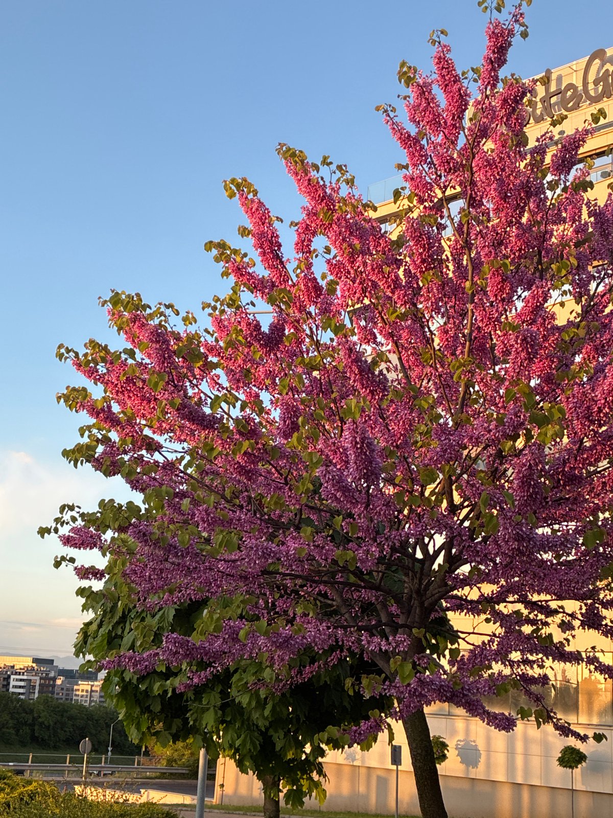 Spring evening moments captured across Sofia streets and gardens