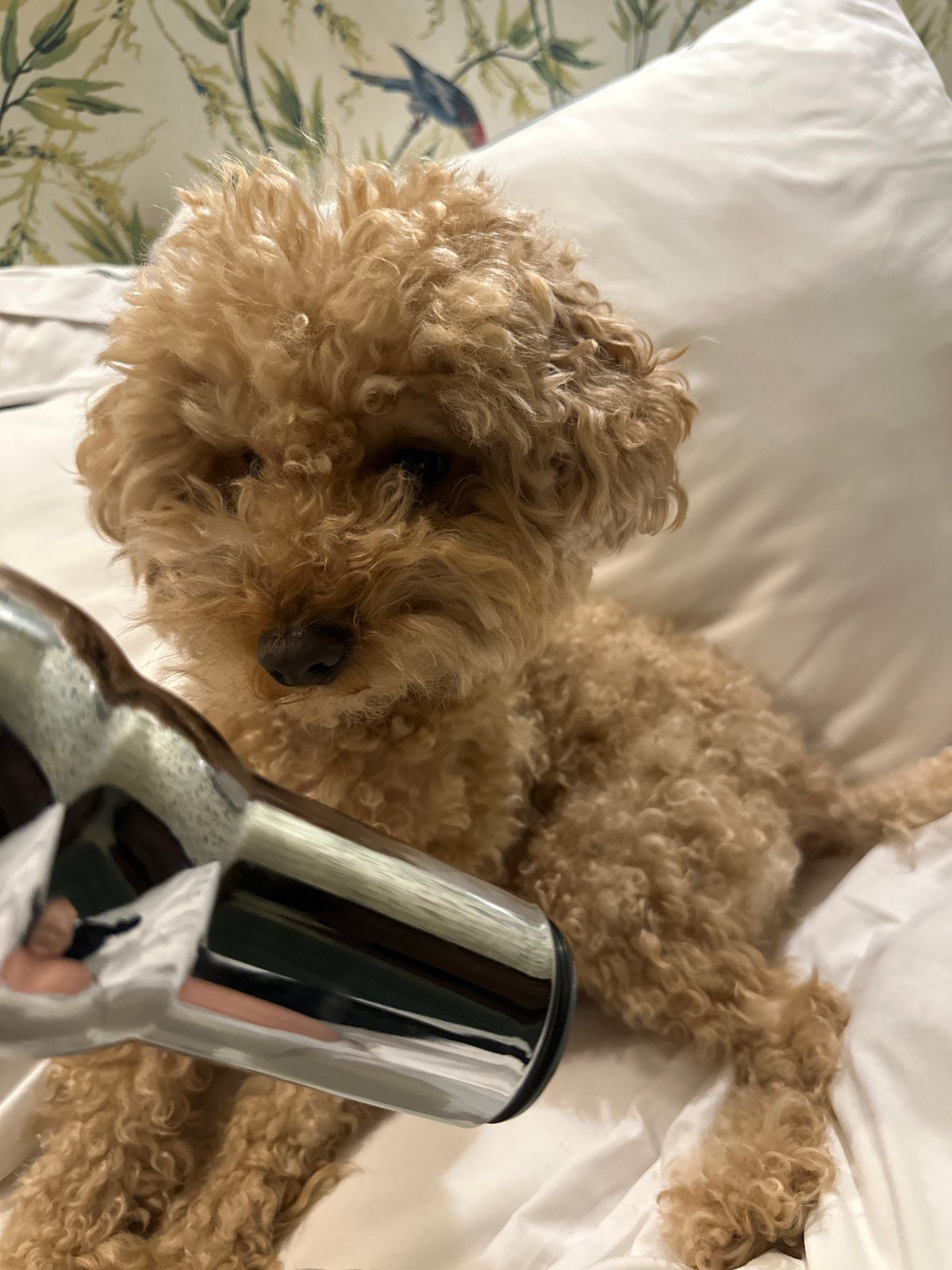 Brown poodle rests on bed in Étretat home
