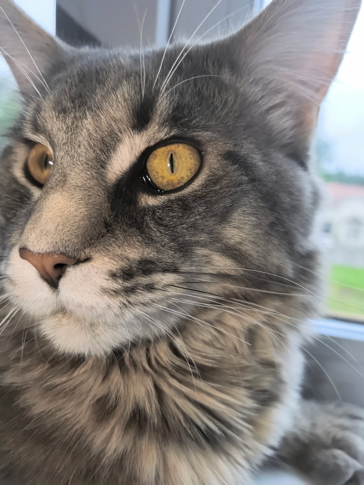 Cat watches rain while child plays indoors during morning
