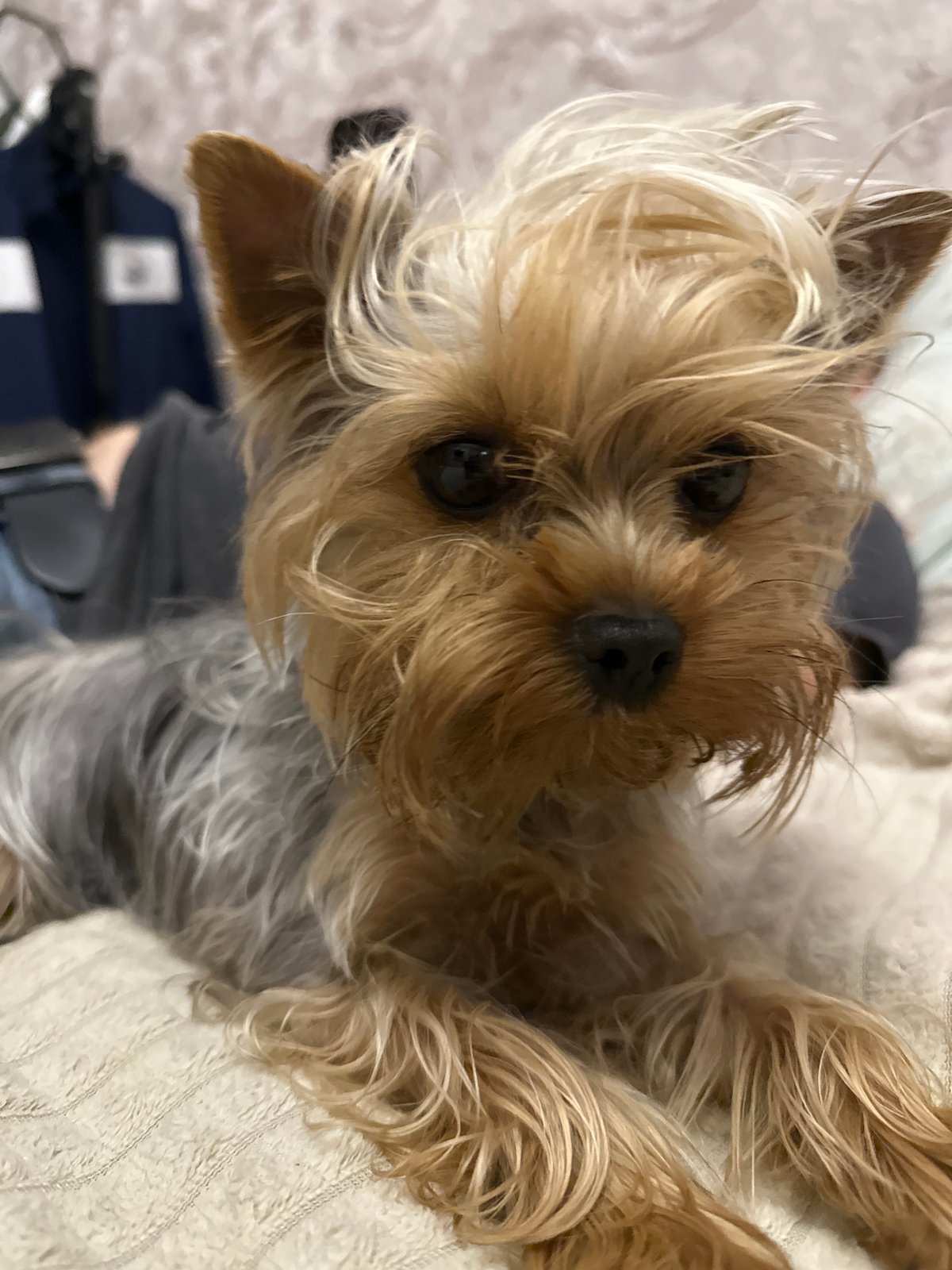 Yorkshire Terrier enjoys quiet evening at home in Russia