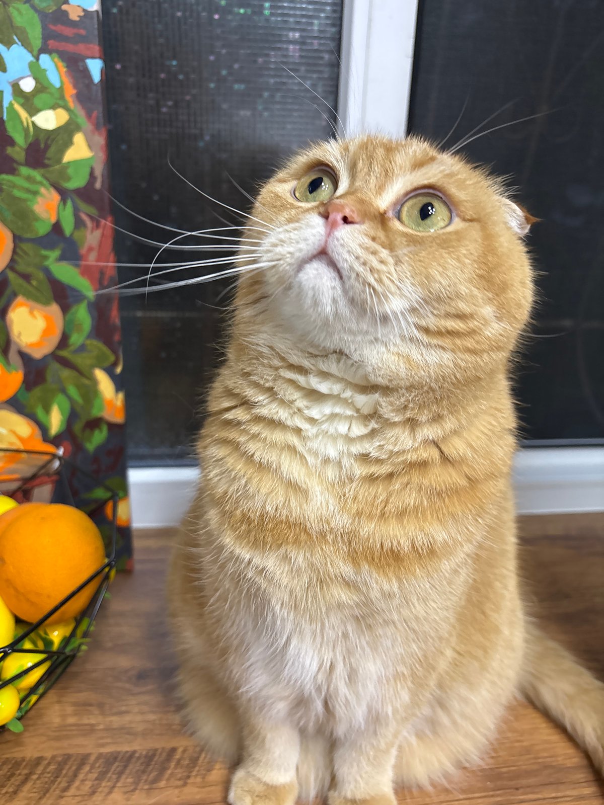 Scottish Fold cat at home, fruit basket, window views