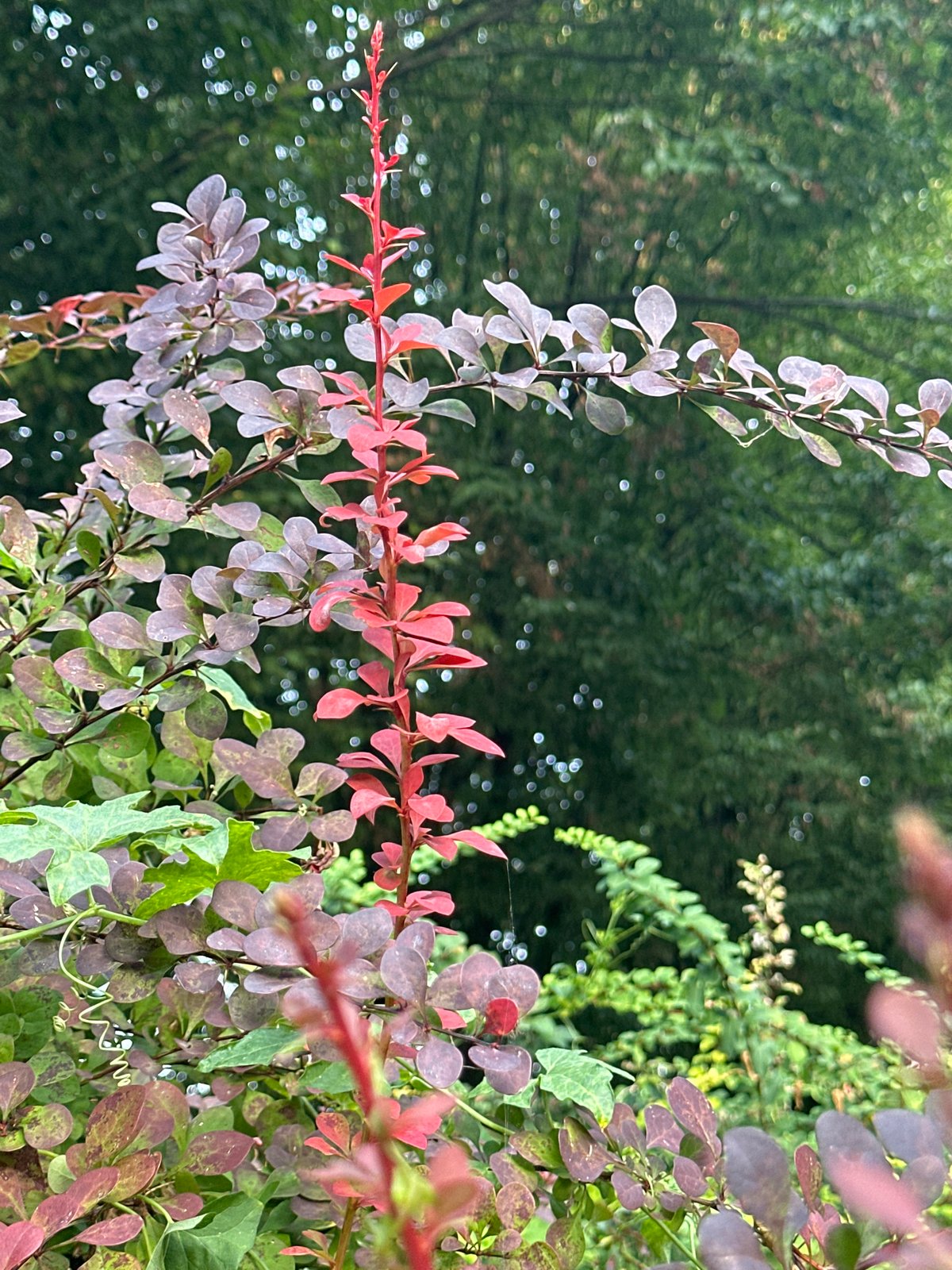Garden details in Krefeld: berries, hydrangeas, and burgundy foliage