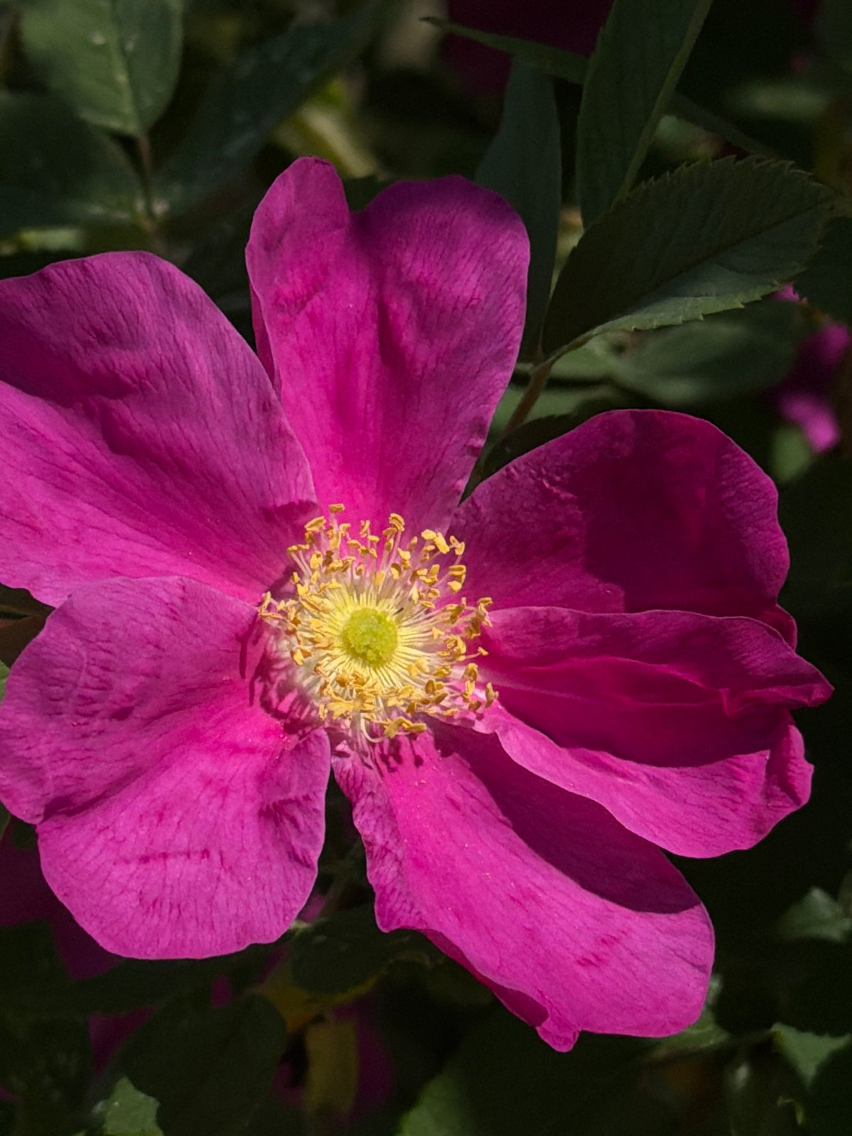 Wild roses bloom against blue sky, captured in sequence