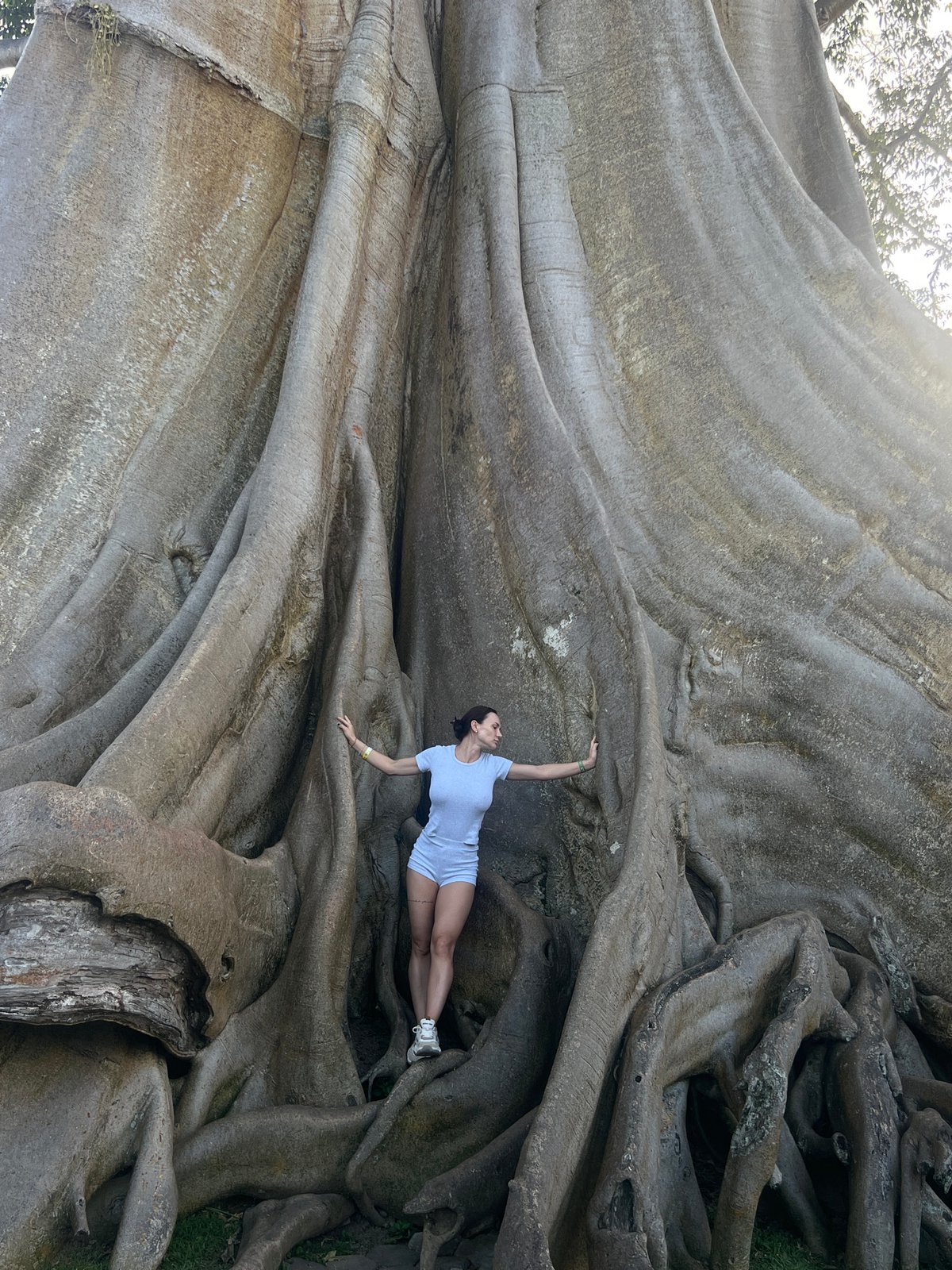 Up close with a giant buttress-root tree in Marga, Indonesia