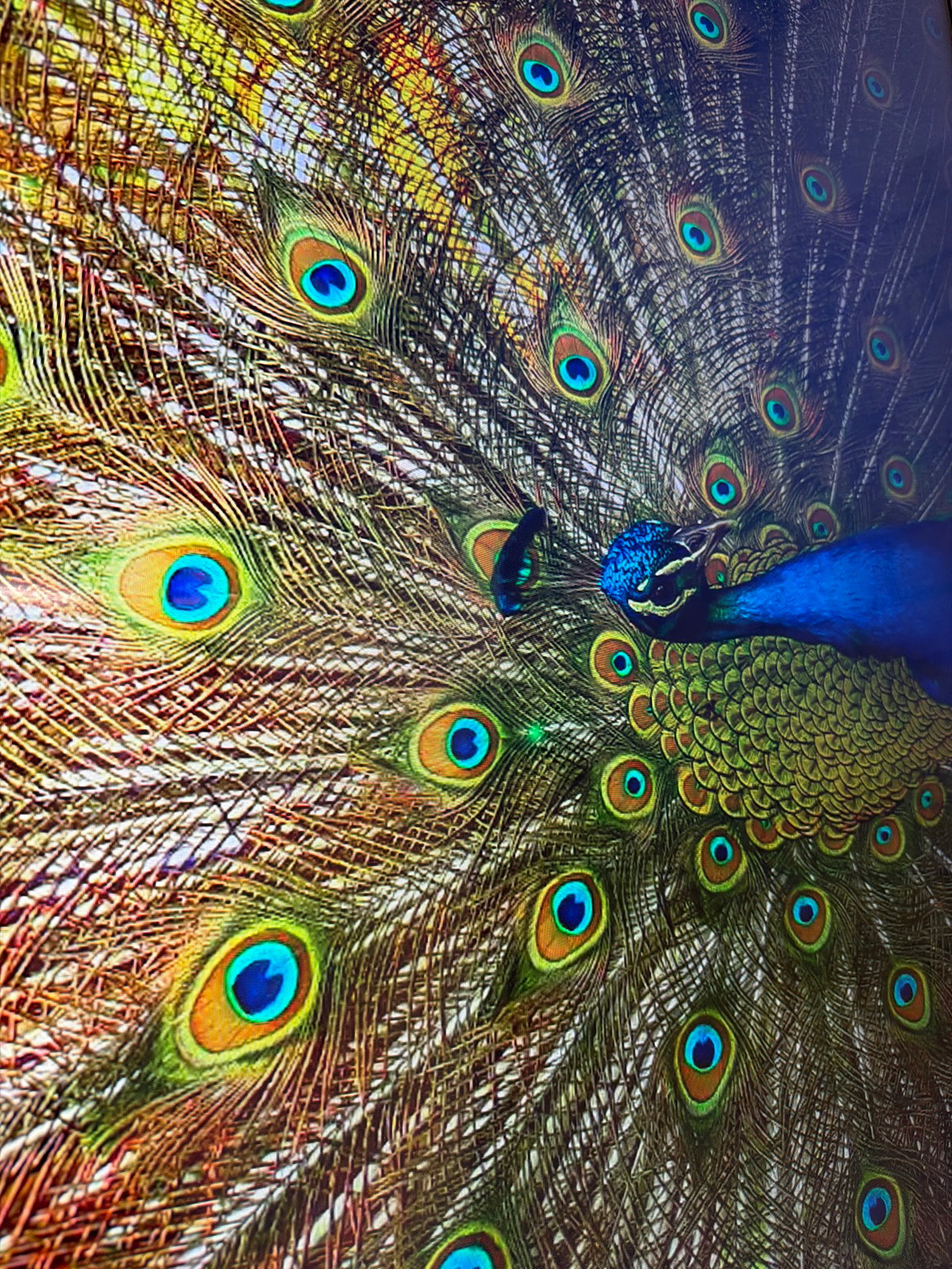 Peacock in full display among Tel Aviv park trees