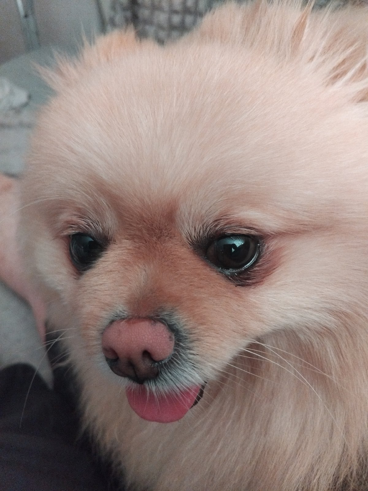 Pomeranian close-up session in Apriltsi, Bulgaria