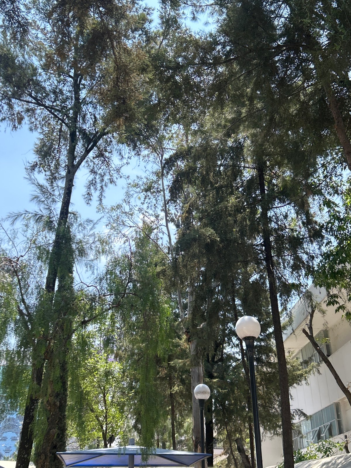 Dense tree canopy photographed in urban Puebla setting