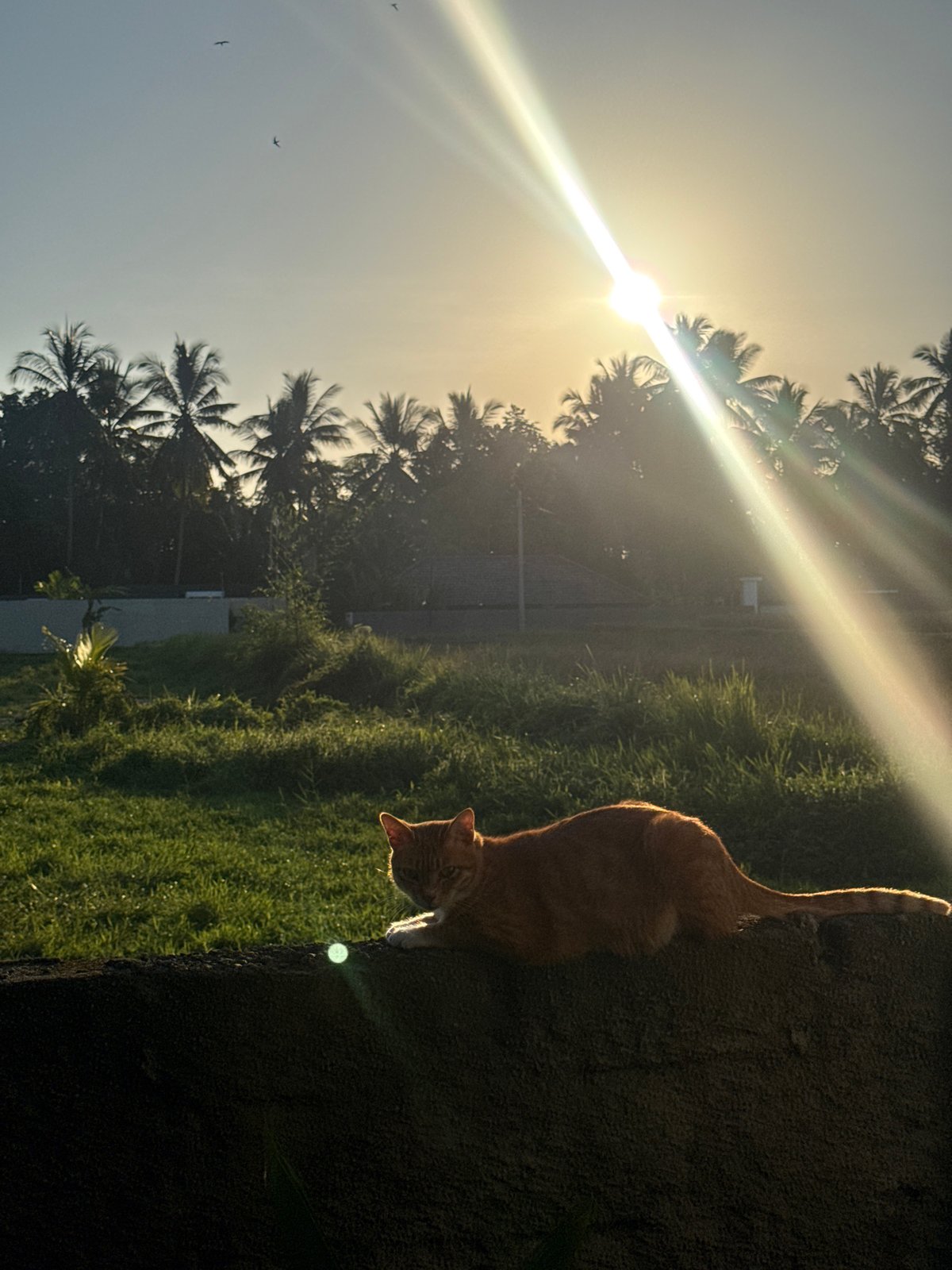 Orange tabby cat relaxing on wall in Tampaksiring