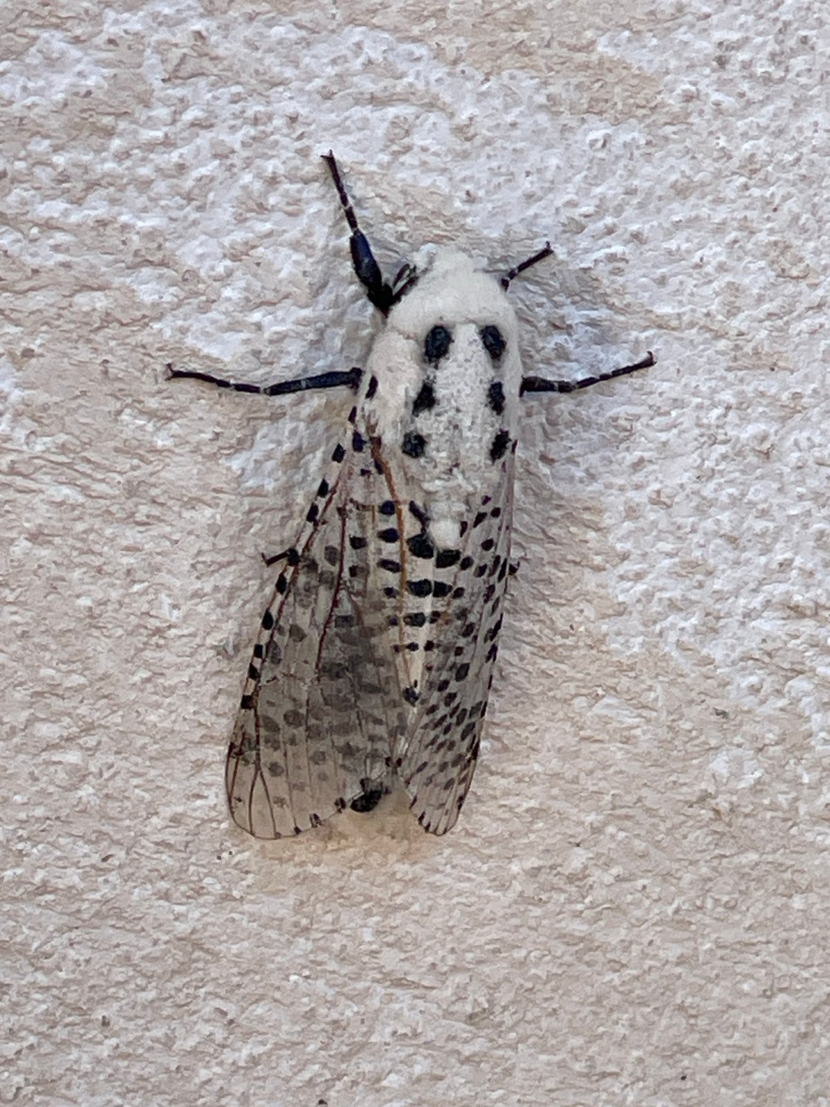 Black and white moth perched on a wall in Tuscany
