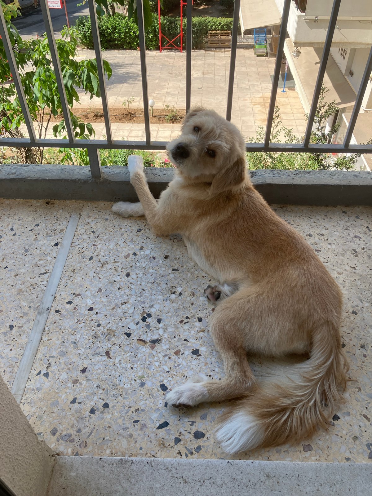 Scruffy dog taking it easy on a terrazzo floor
