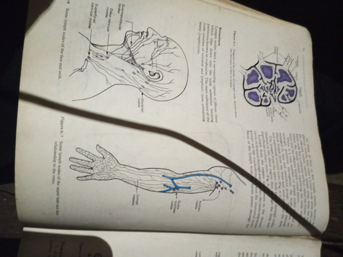 Anatomy textbook study session covering major body systems
