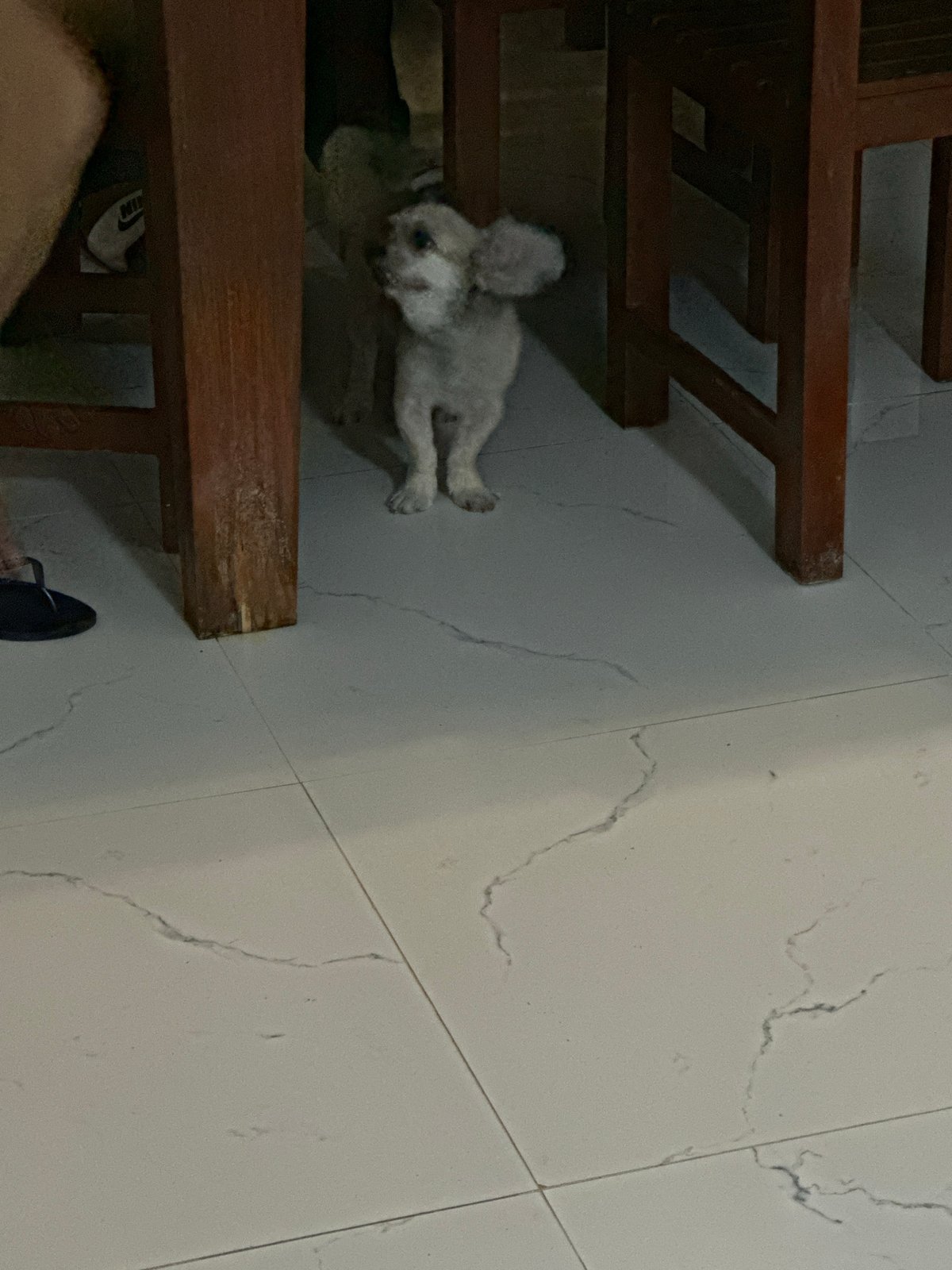 Small dogs playing, being petted in Samal home