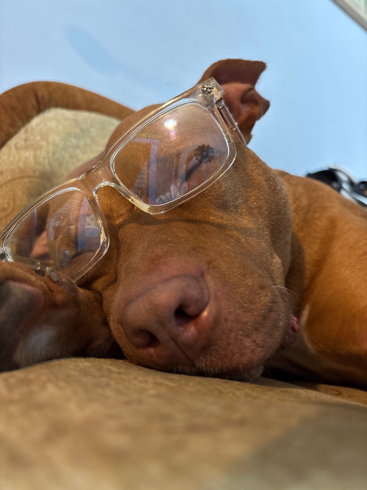 Dog wearing glasses photographed napping on Sofia sofa