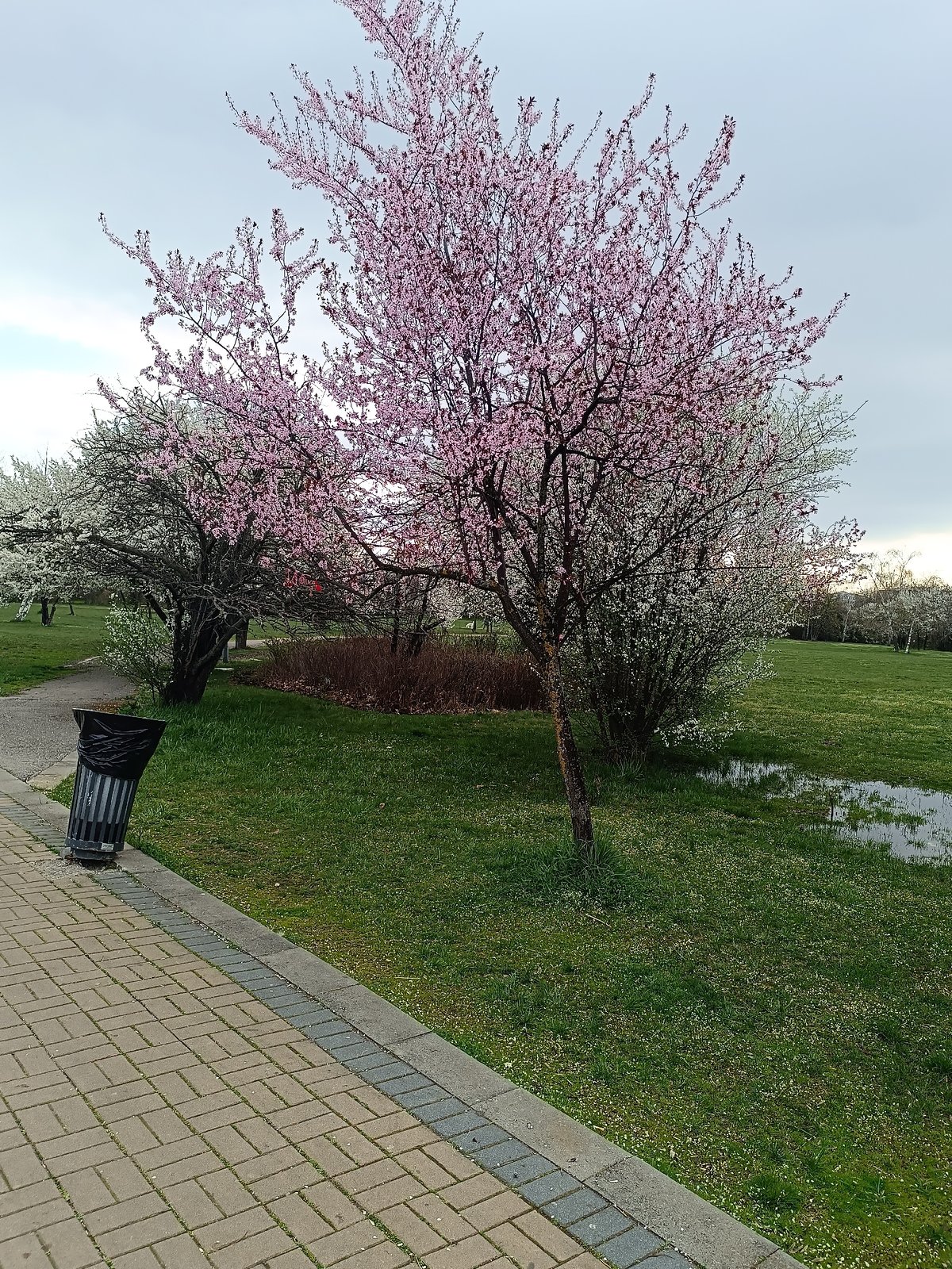 Morning scenes documented in Sofia parks and residential streets