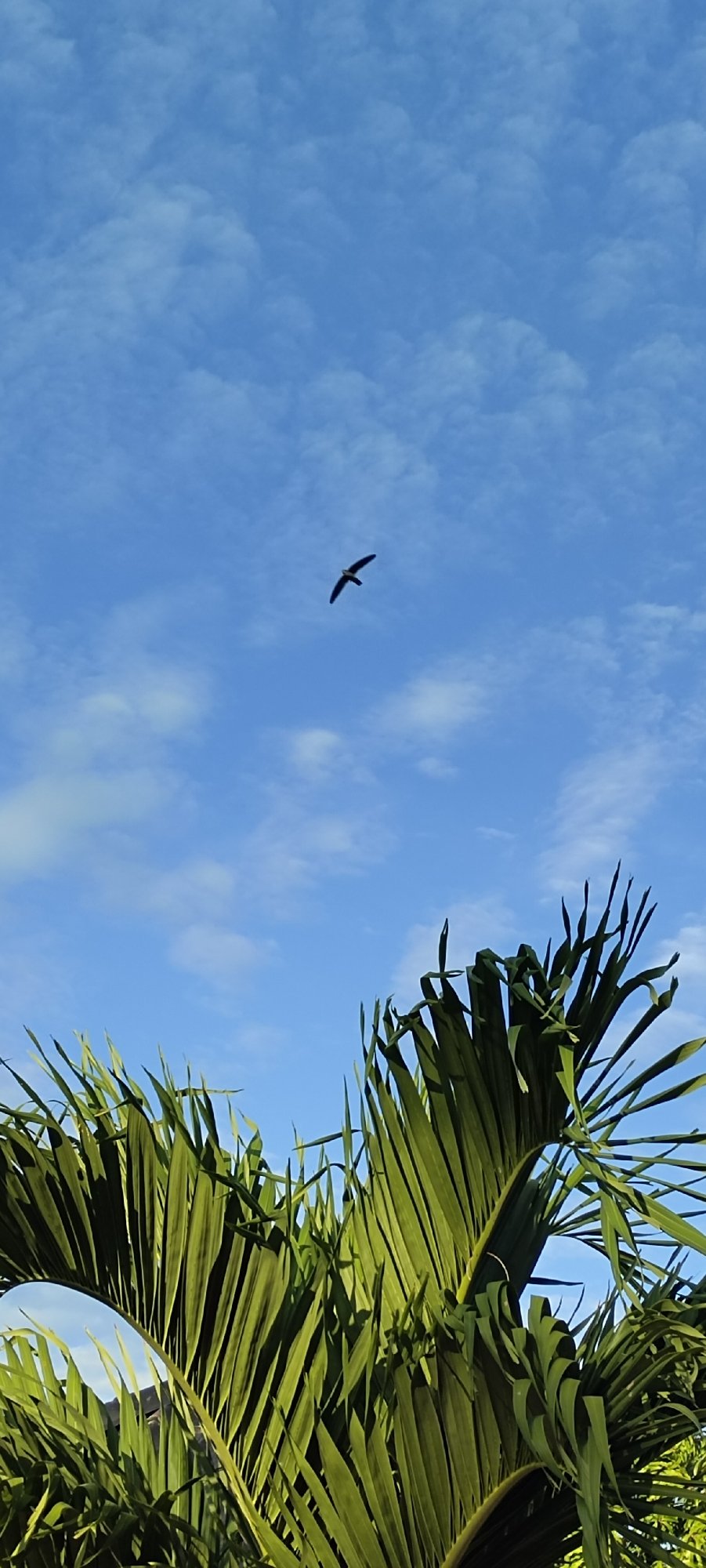 Daytime moon and tropical sky through palm canopy, Lhokseumawe