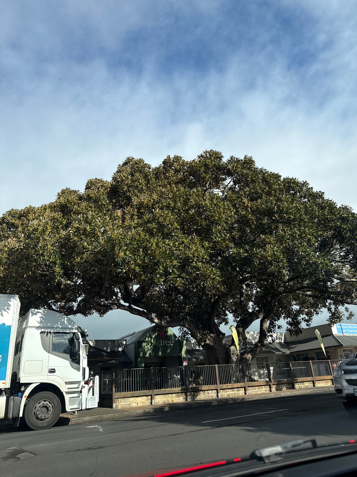 Australian urban streetscape: murals, wildlife, and everyday scenes