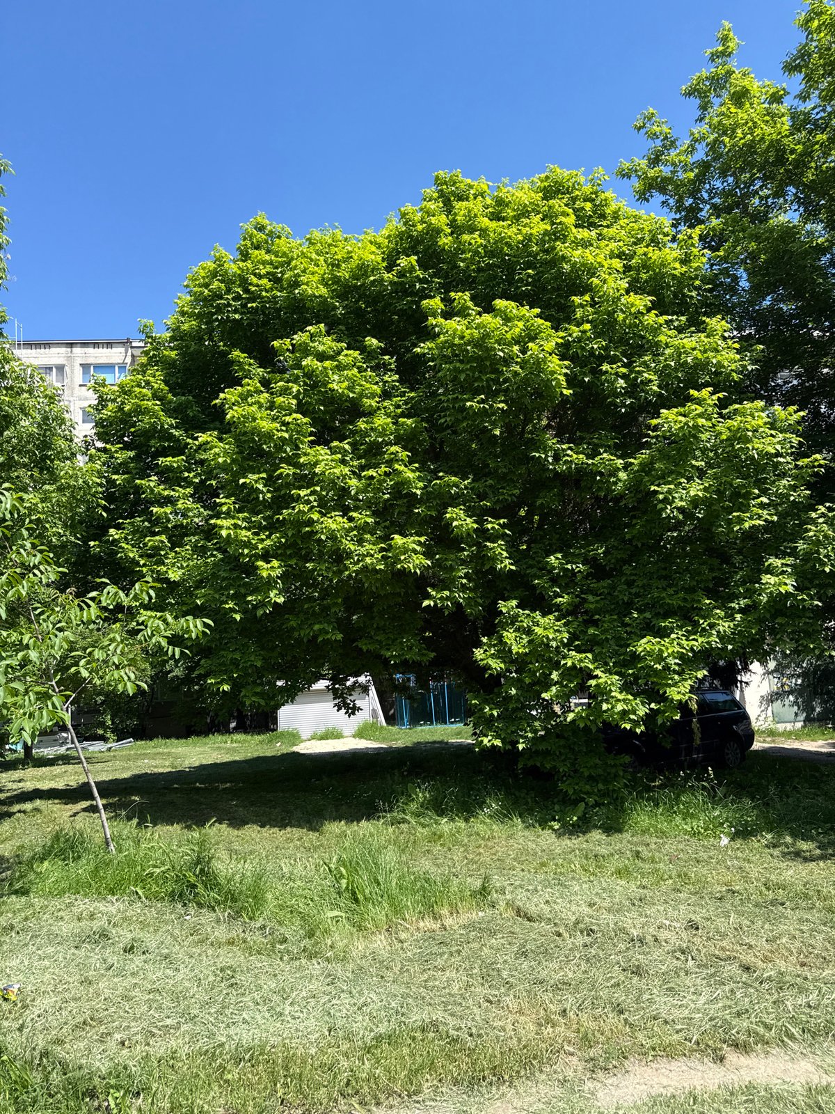 Peaceful park scene documented in Lovech, Bulgaria
