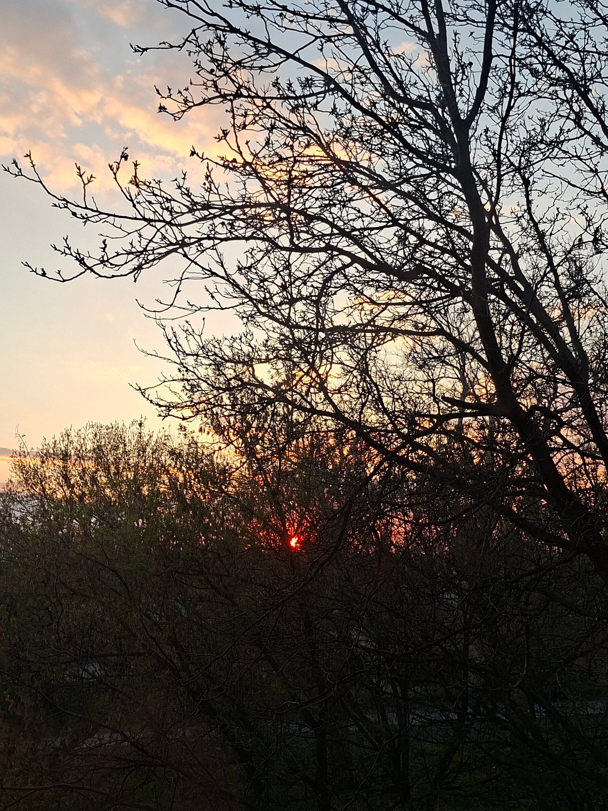 Twilight sunset scene captured through tree silhouettes