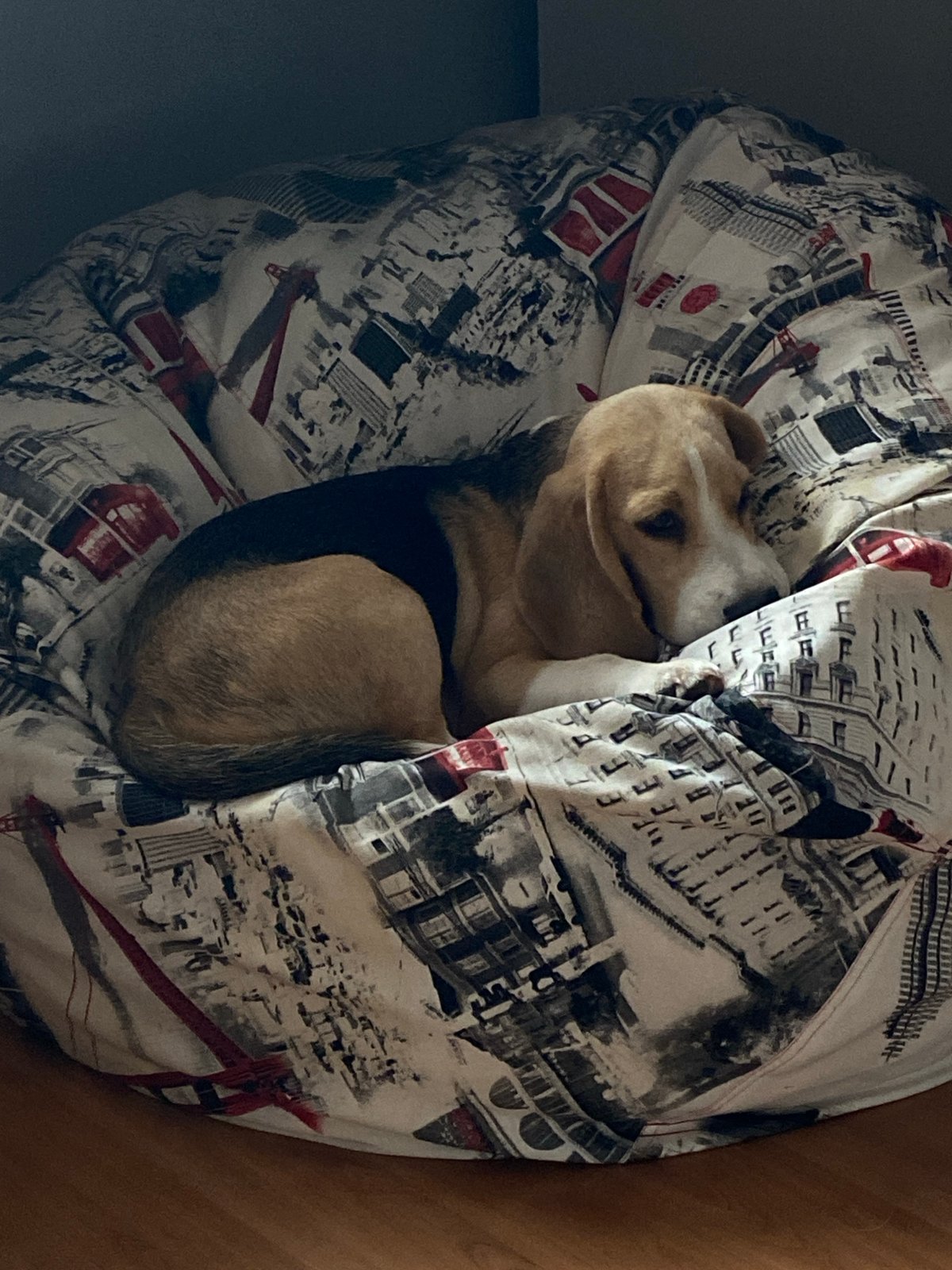 Beagle napping on a patterned beanbag in Perm