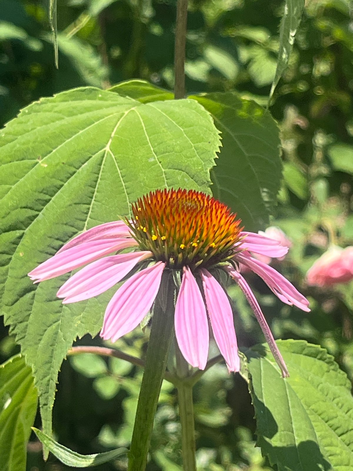 Summer morning in a Tikhoretsk garden, flowers, insects, and coffee.