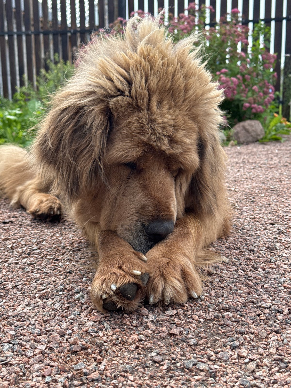 Fluffy dog resting around a gravel yard in Kempelevo