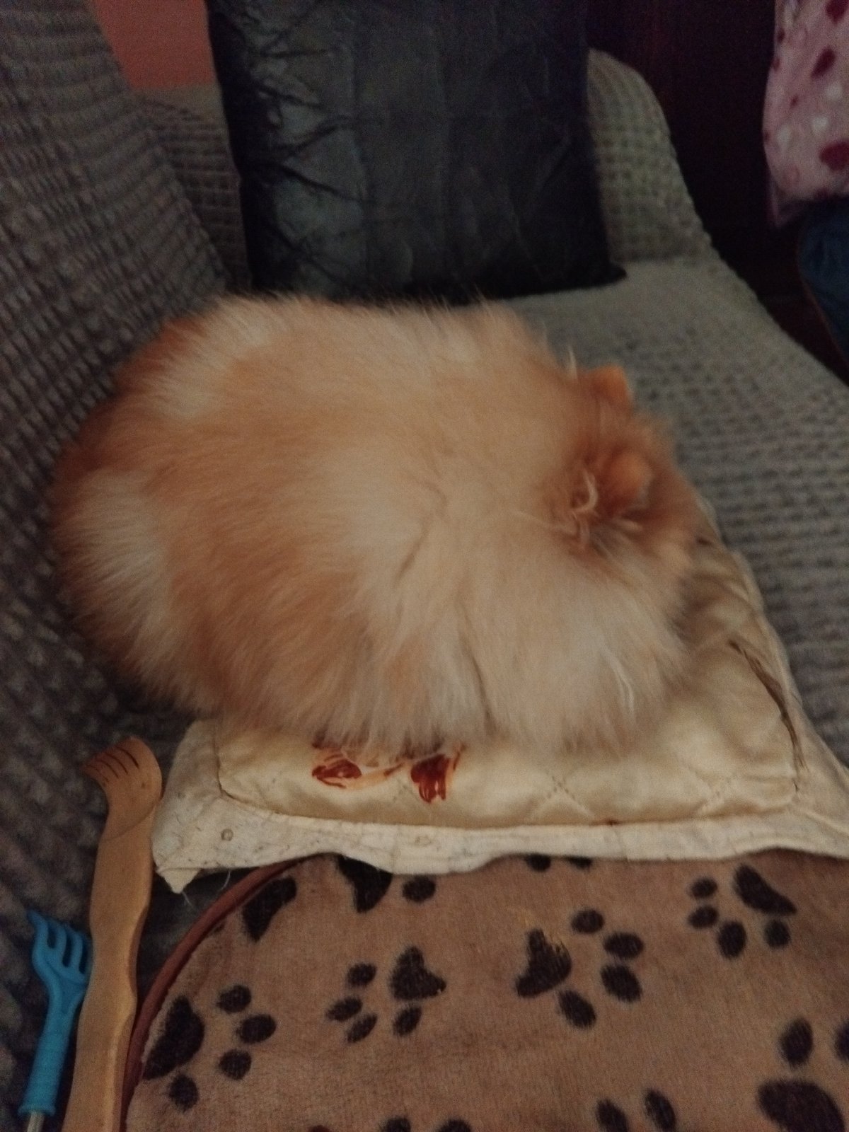 Pomeranian dog sleeps peacefully in Apriltsi, Bulgaria home