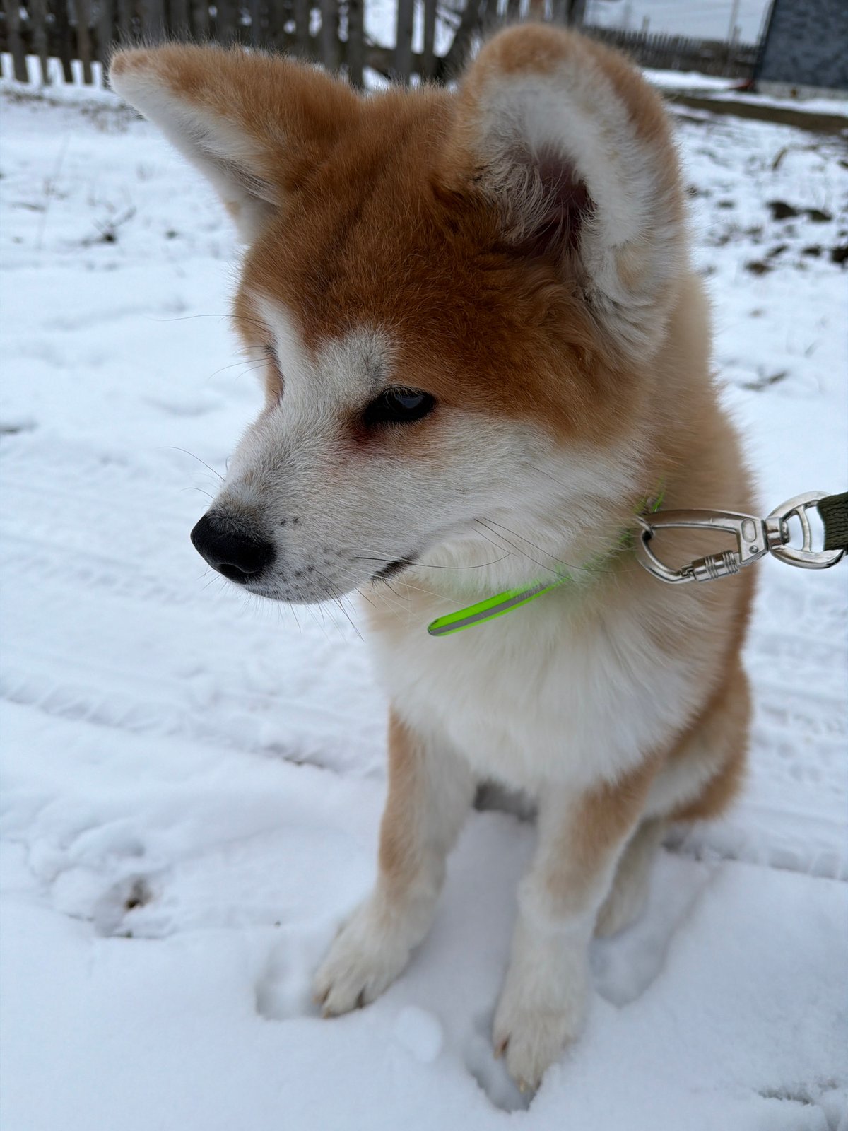 Woman and Akita share quiet moments at home in Russia