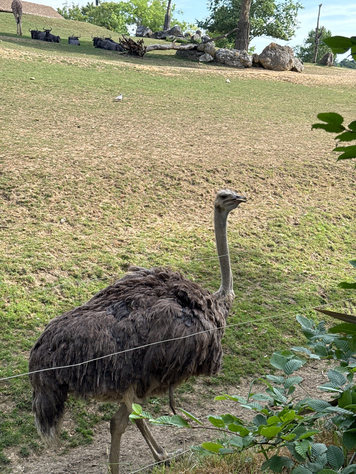 Morning walk through Beauval Zoo's African animal enclosures
