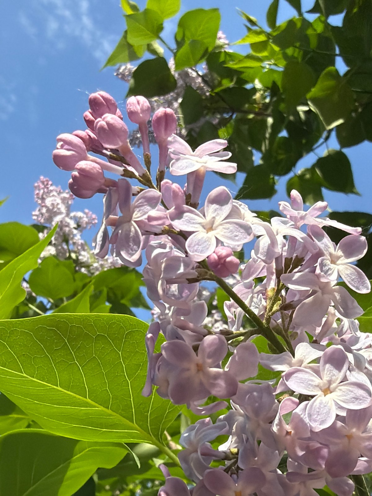 Spring morning scenes documented across Chaikovsky, Russia