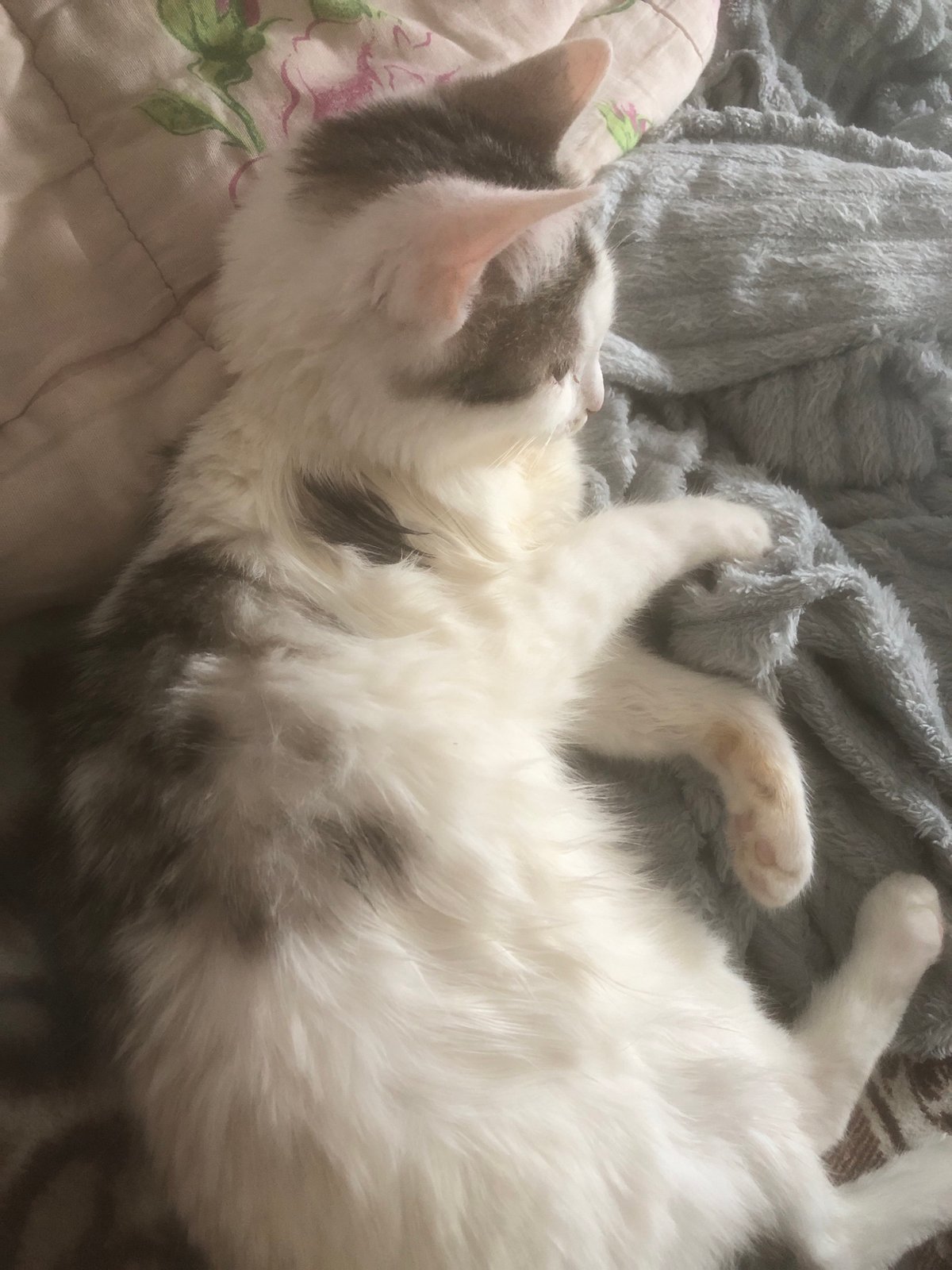 Cats rest peacefully indoors during morning hours in Nyagan