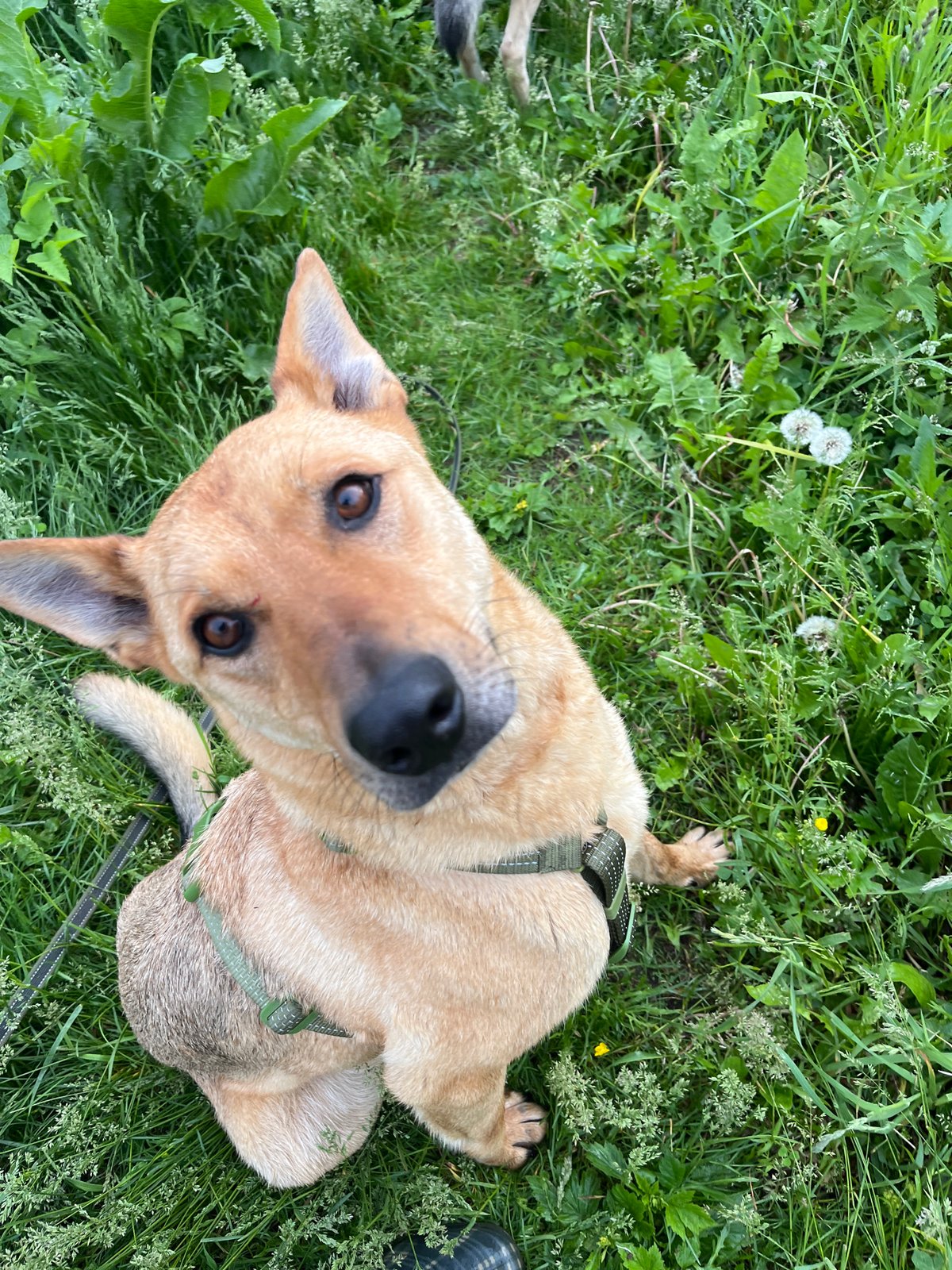 Dogs observed around Nizhny Tagil homes and forests