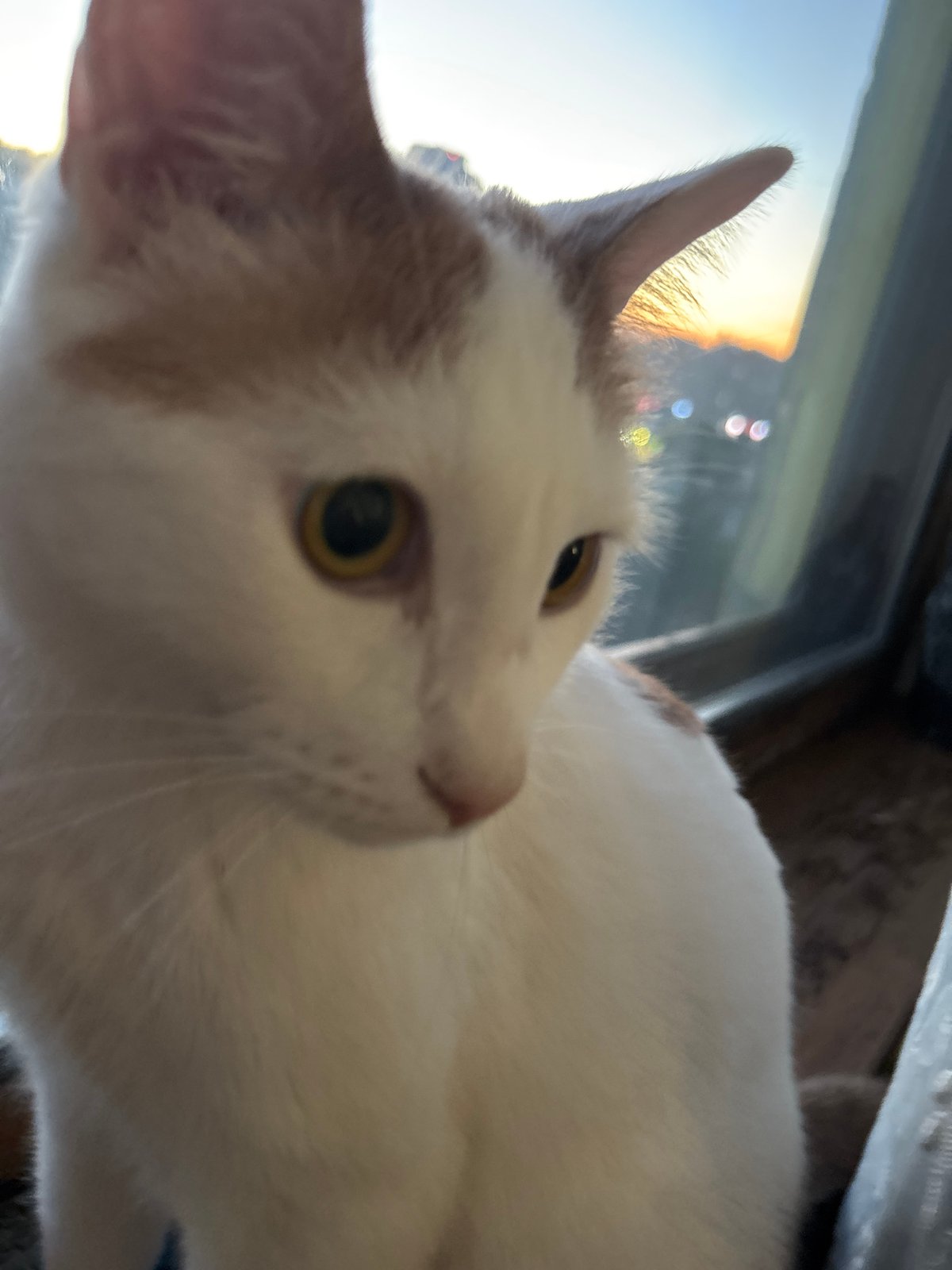 White and orange cat photographed at home on a summer evening