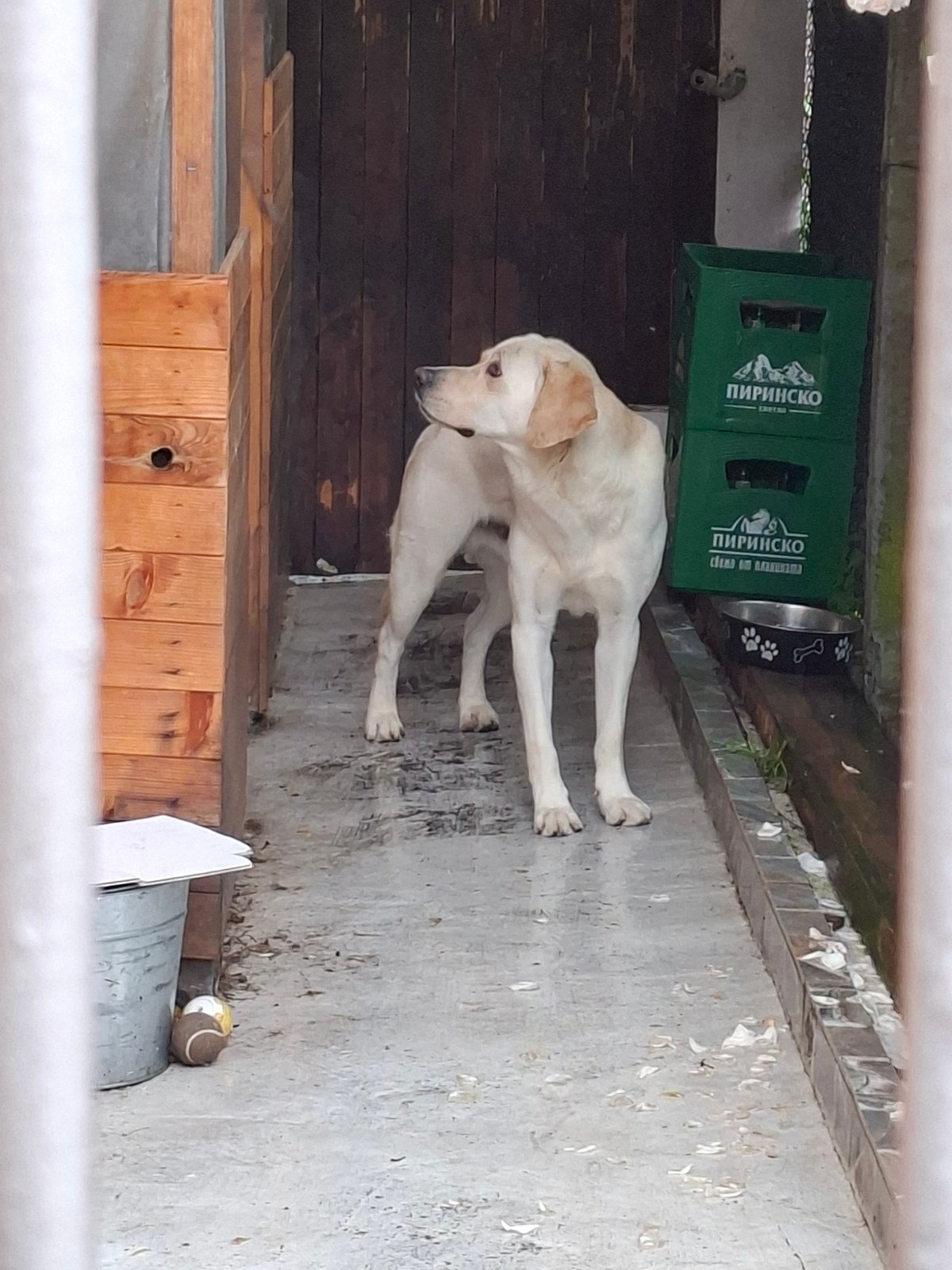 Everyday moments captured in Gabrova: dog and bike shop