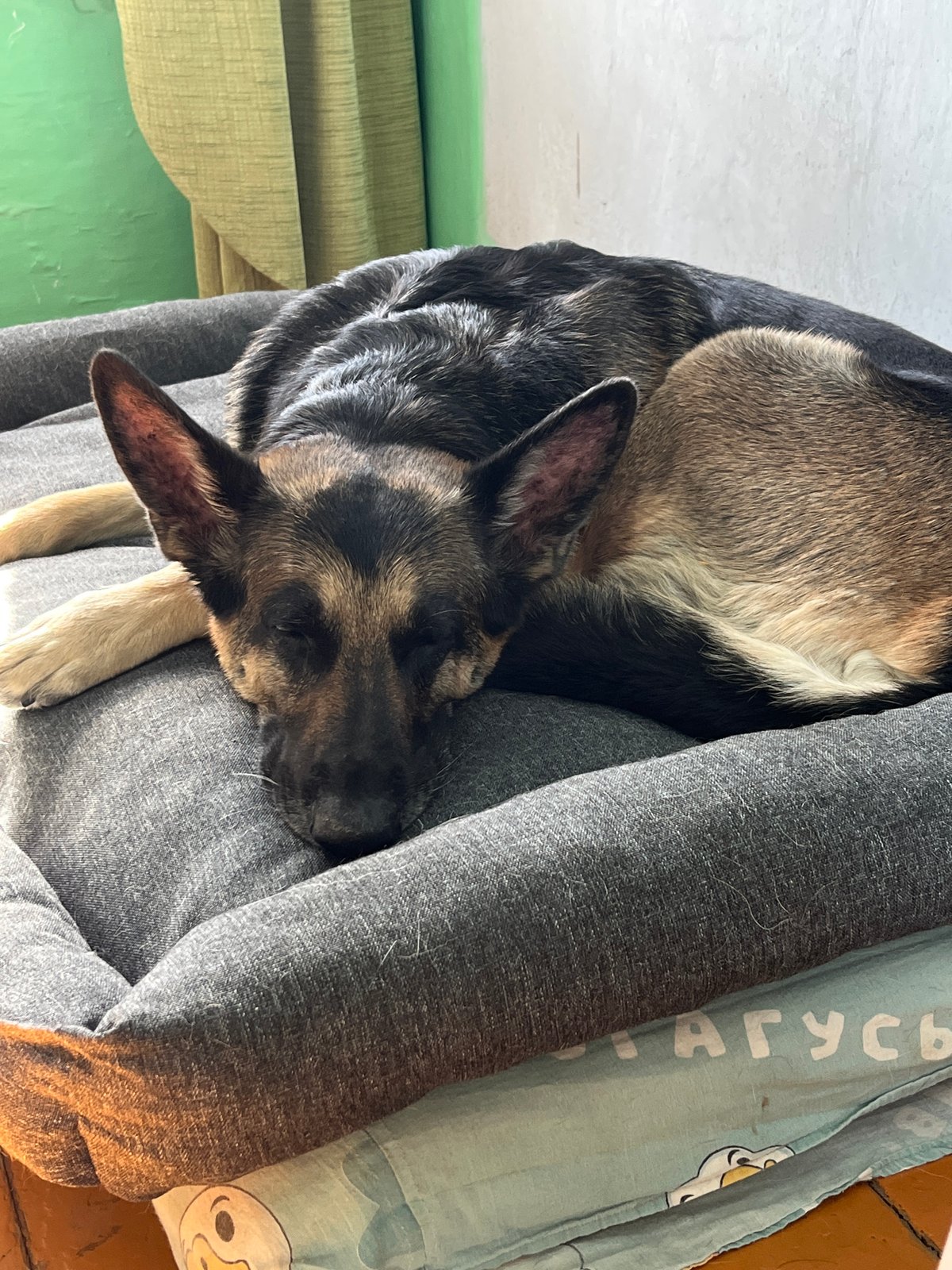 German Shepherds Rest Peacefully in Nizhny Tagil Homes