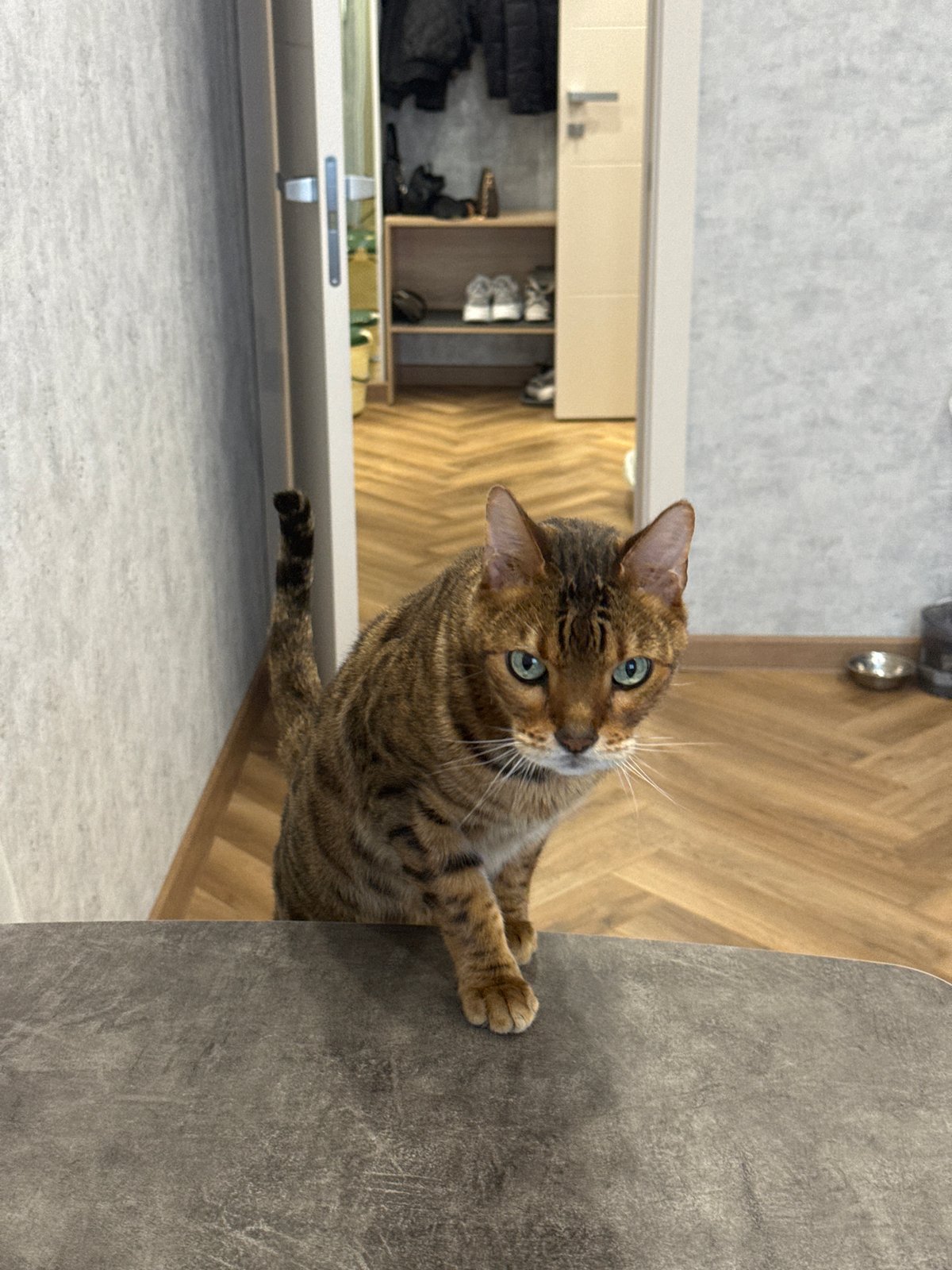 Brown tabby cat's morning routine captured in residential setting