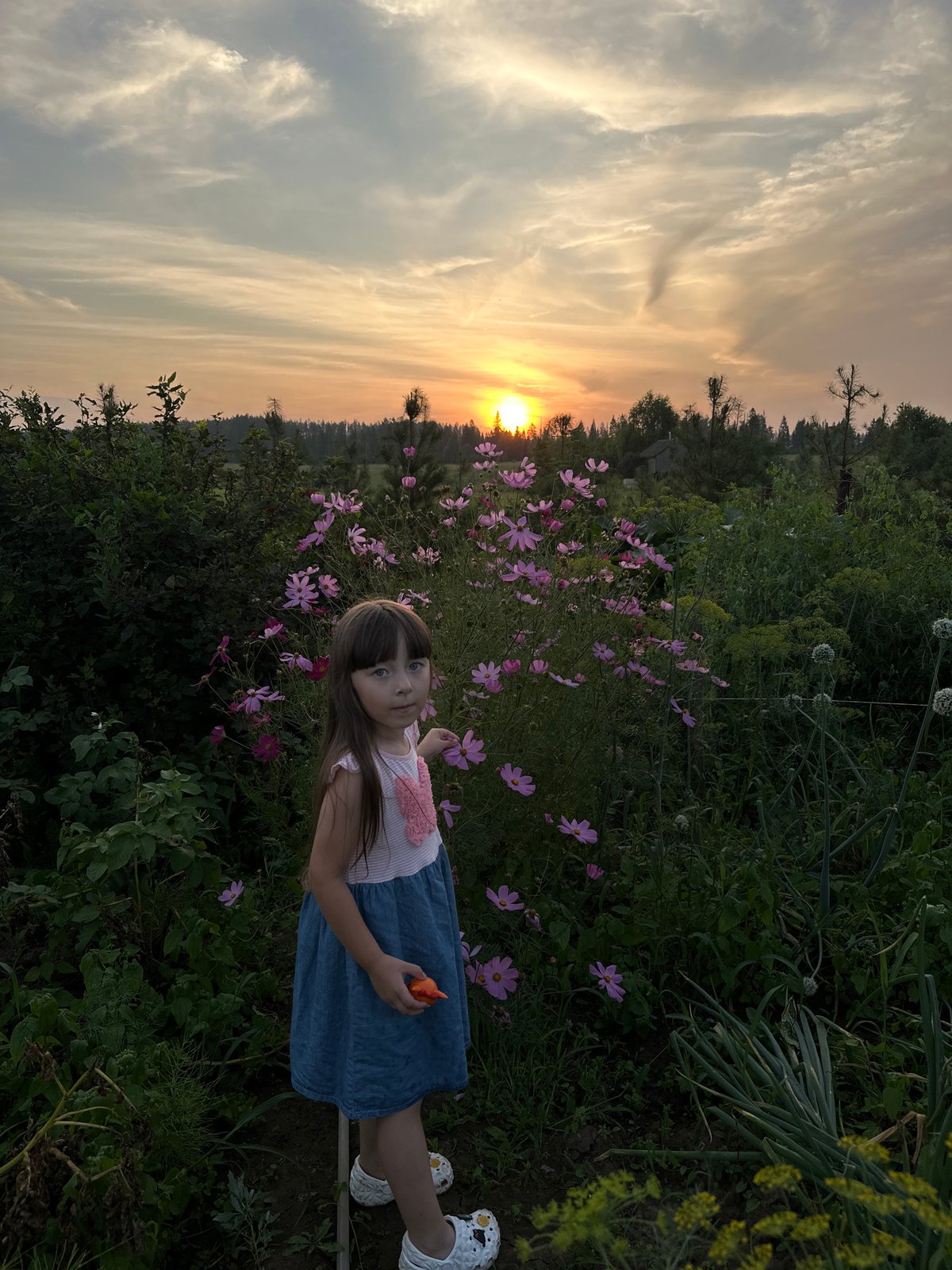 Cosmos flowers and sunset light in a Russian village garden