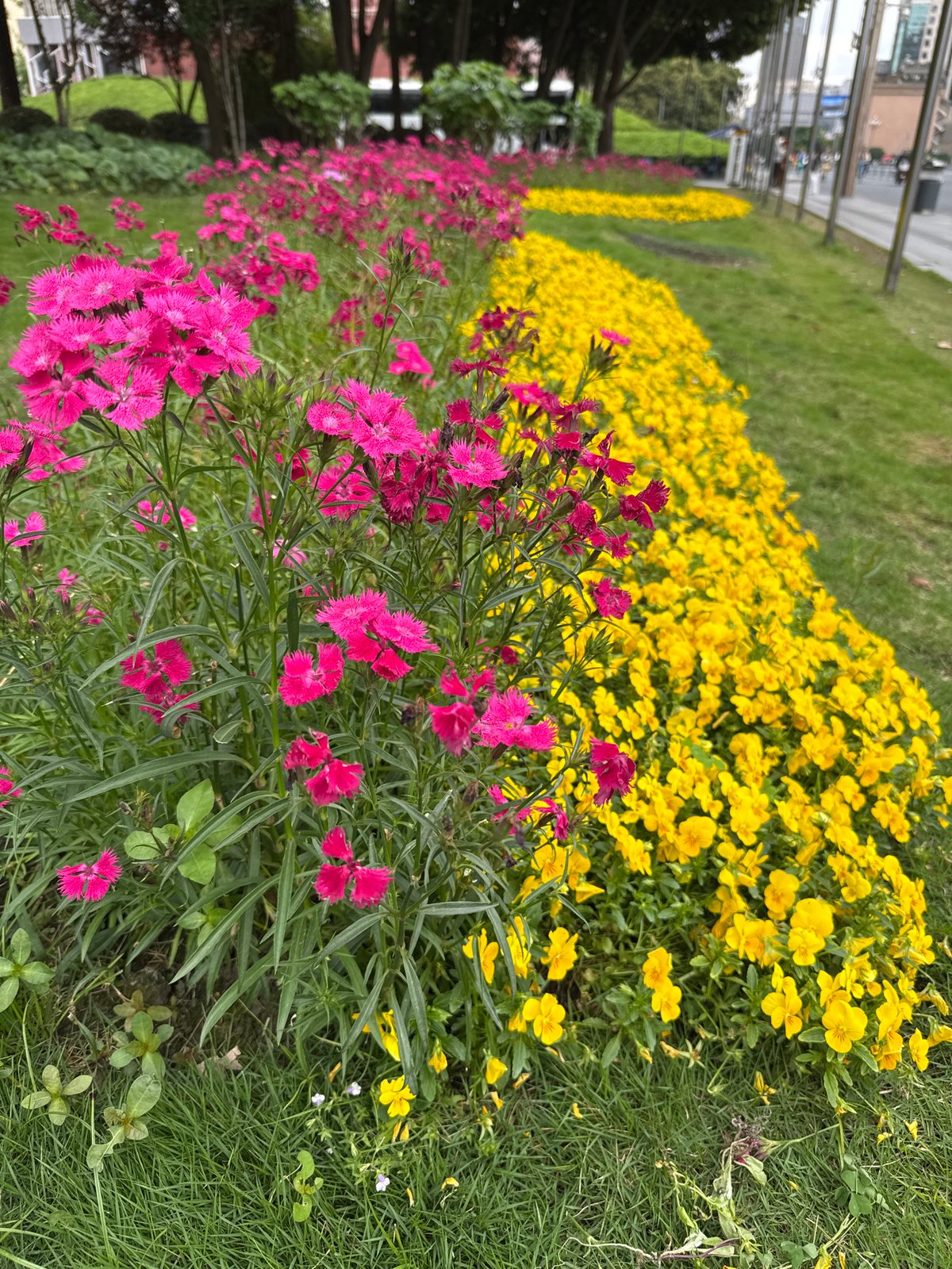 Morning scenes unfold in Qingyang District: flowers, family, trees